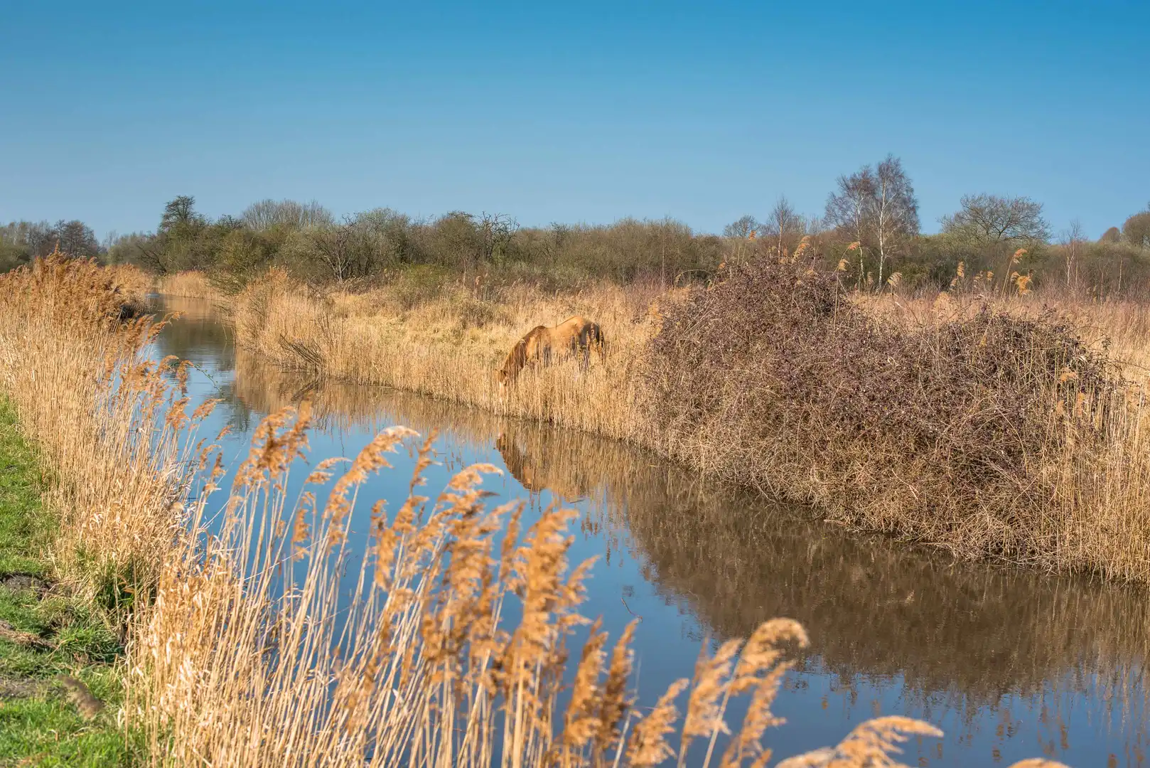 Fenland waterway at Wicken Fen, with wild grasses and grazing pony under open skies — a classic Cambridgeshire walking landscape.
