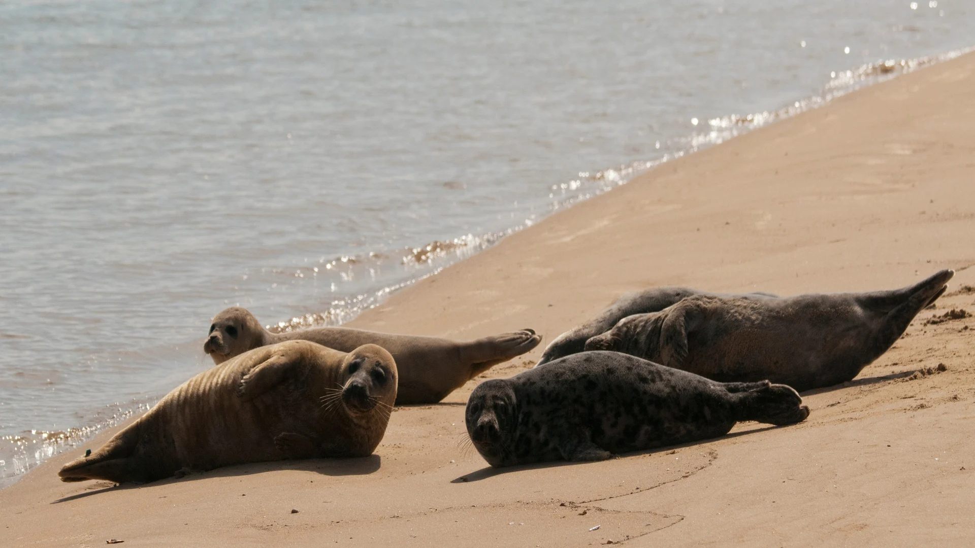Seals resting on the sandy beach near Wells-next-the-Sea, Norfolk — a coastal highlight along the Norfolk Coast Path.