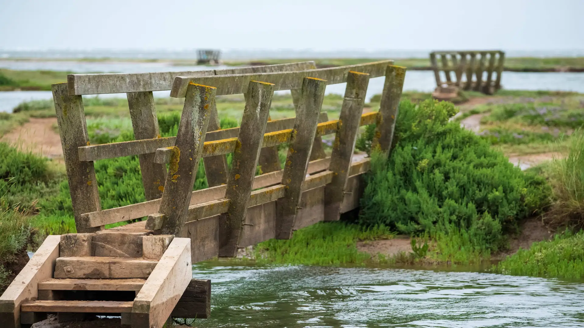Wooden footbridge crossing a saltmarsh creek near Holt in Norfolk, with lush green vegetation and distant tidal flats.
