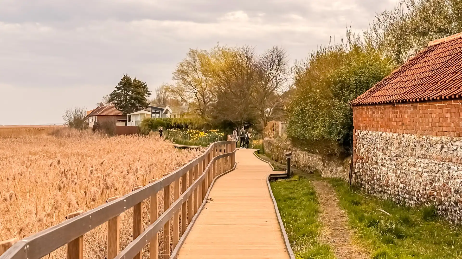 Wooden boardwalk through reed beds leading to cottages and trees in Brancaster Staithe, Norfolk, on a cloudy day.