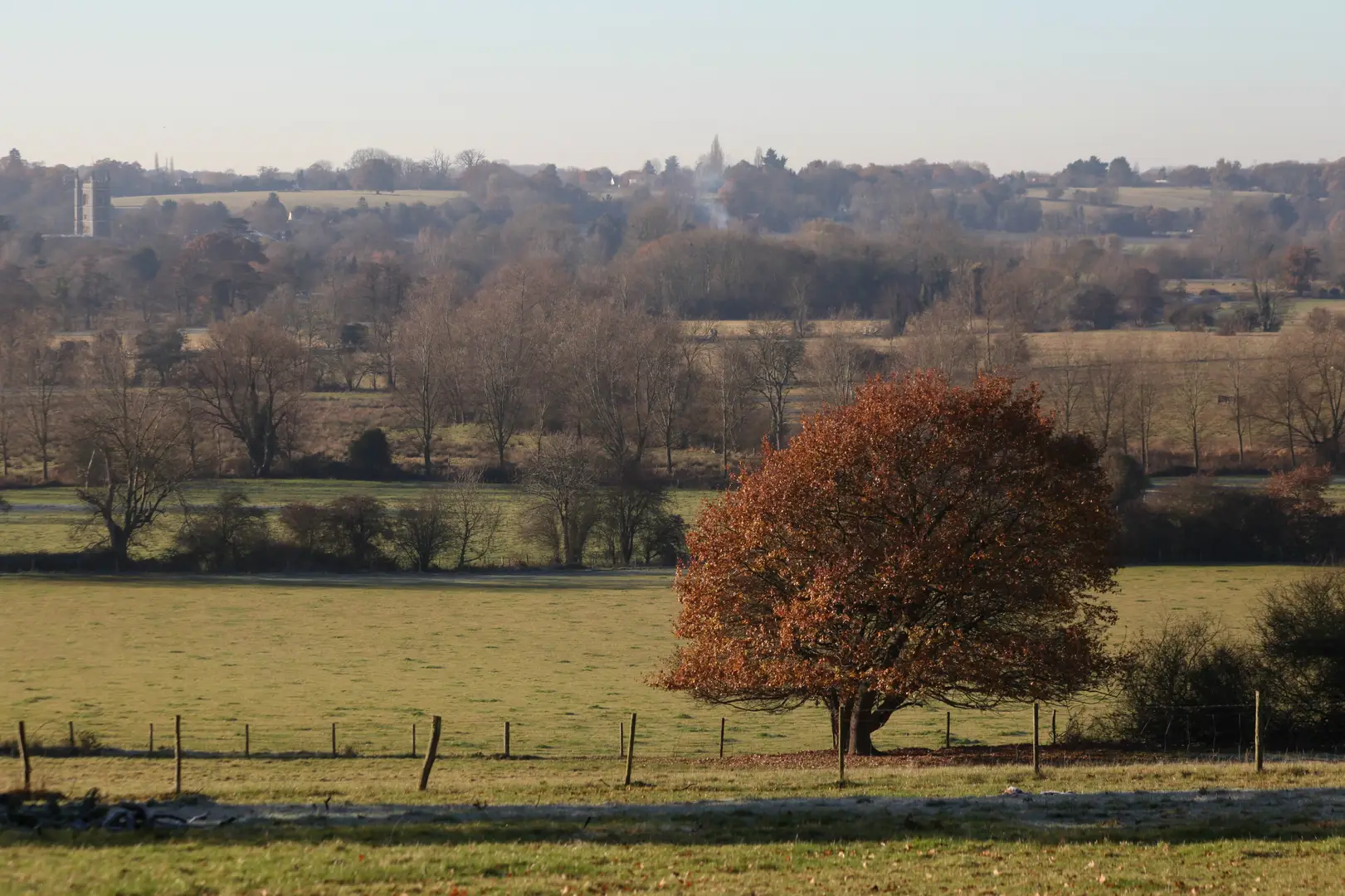 Autumnal tree in the foreground overlooking rolling countryside and distant woodland in Dedham Vale, with a church tower faintly visible in the background.