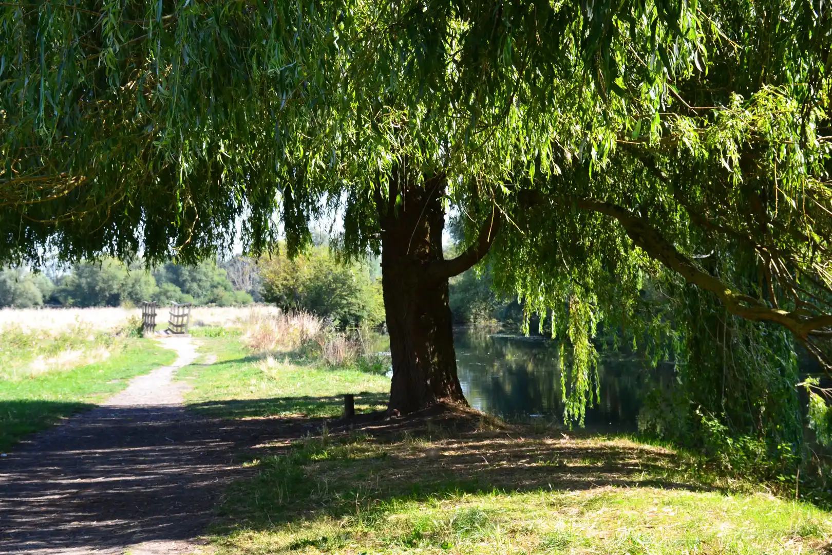 A sun-dappled riverside footpath shaded by willow trees near the River Cam, with a bench and open meadow in the distance near Grantchester, Cambridgeshire.