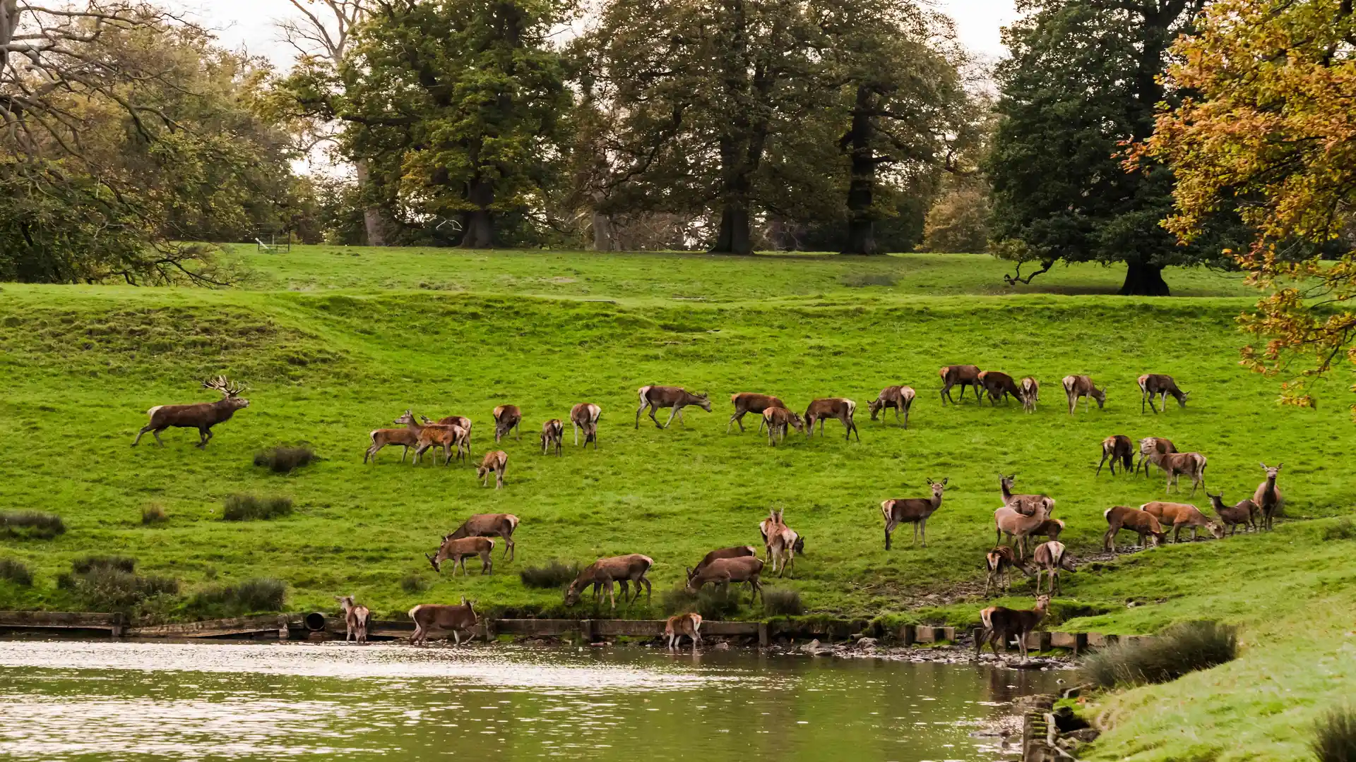 A group of dear grad near a lake in Woburn country park.