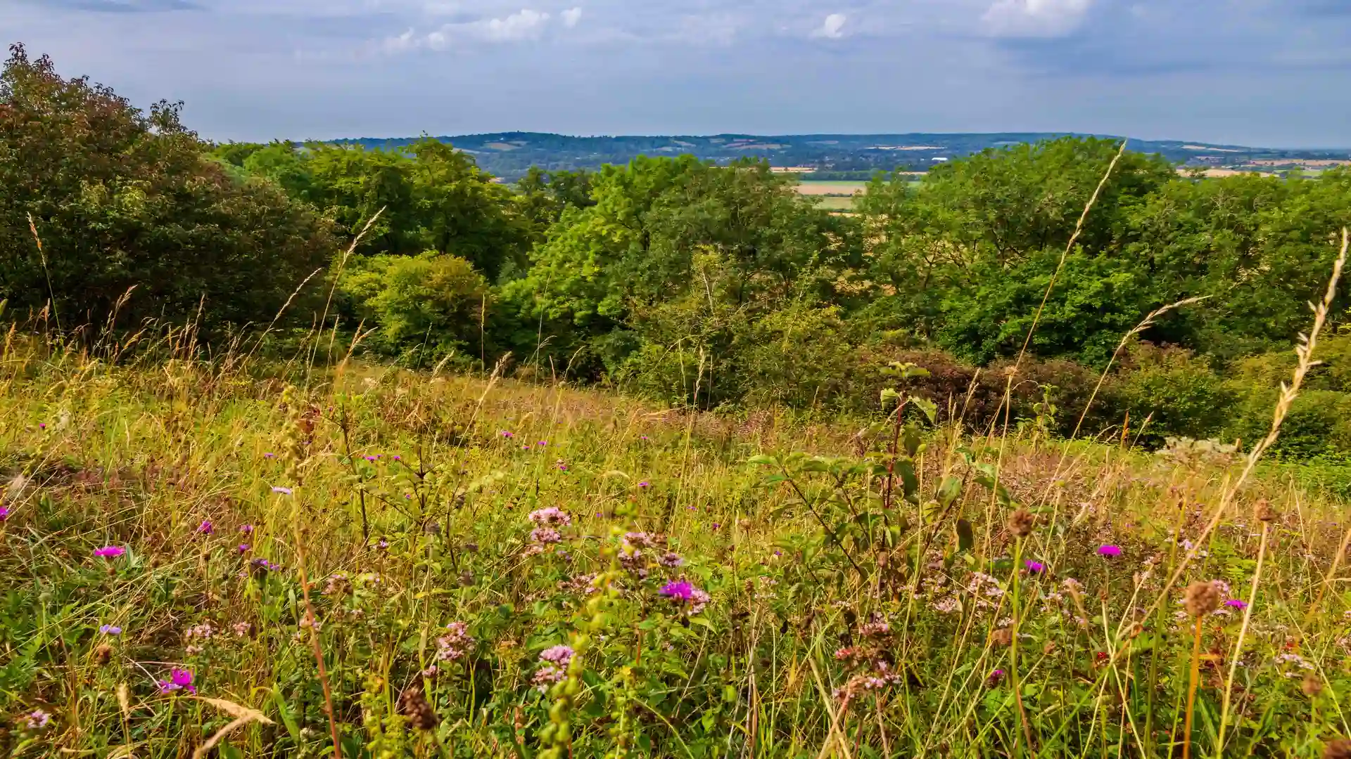 Wild Marjoram growing on the escarpment of Aldbury Nowers Chiltern Hills Hertfordshire