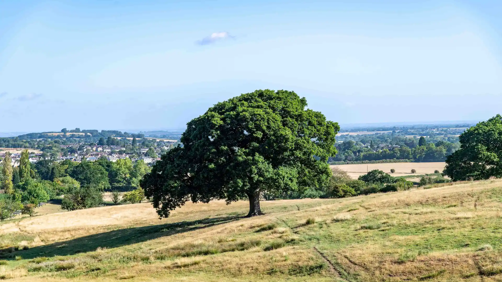 Panoramic view from a hill on Cotswold Way south of Winchcombe, Cheltenham, UK overlooking the hilly agricultural landscape with large green tree standing alone in middle against a blue sky 