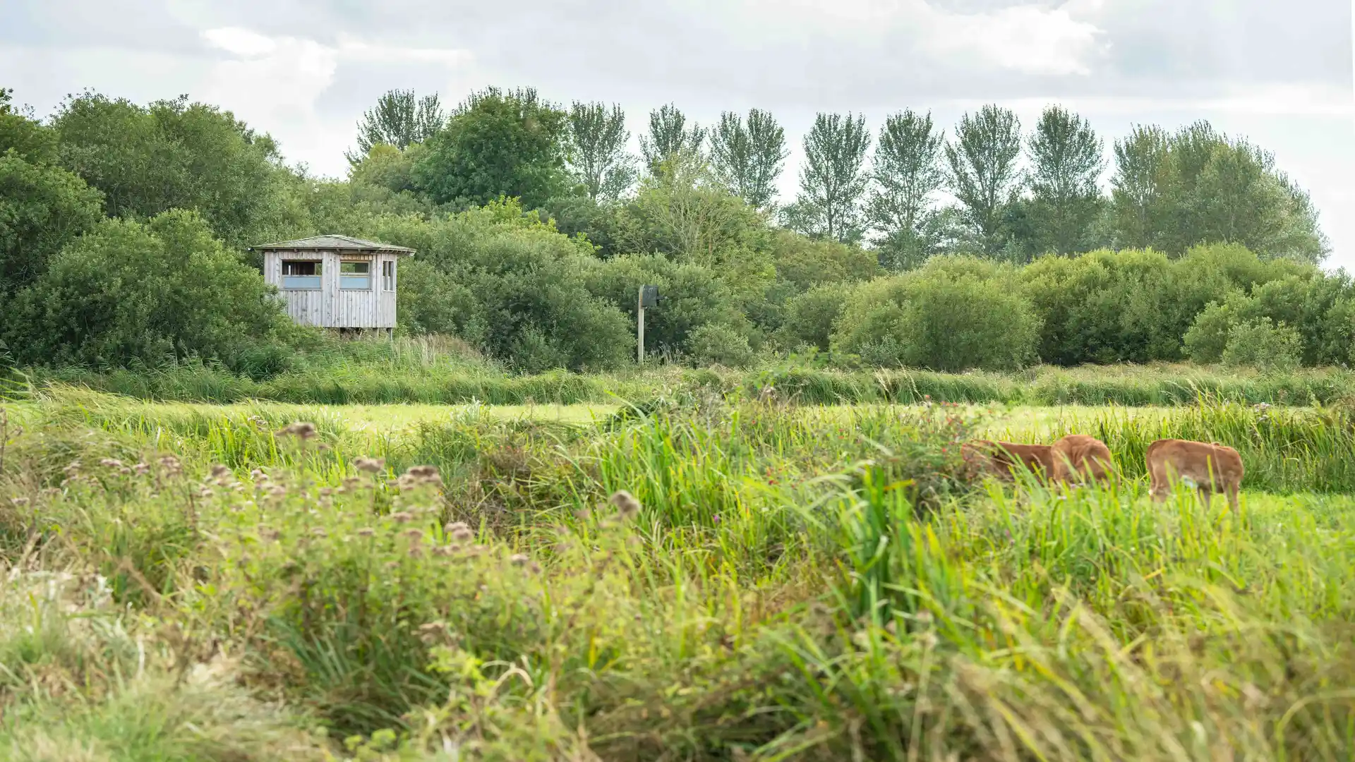 Conservation cattle grazing in wetland meadows at Carlton Marshes, with a wooden bird hide in the background surrounded by lush greenery and reedbeds.
