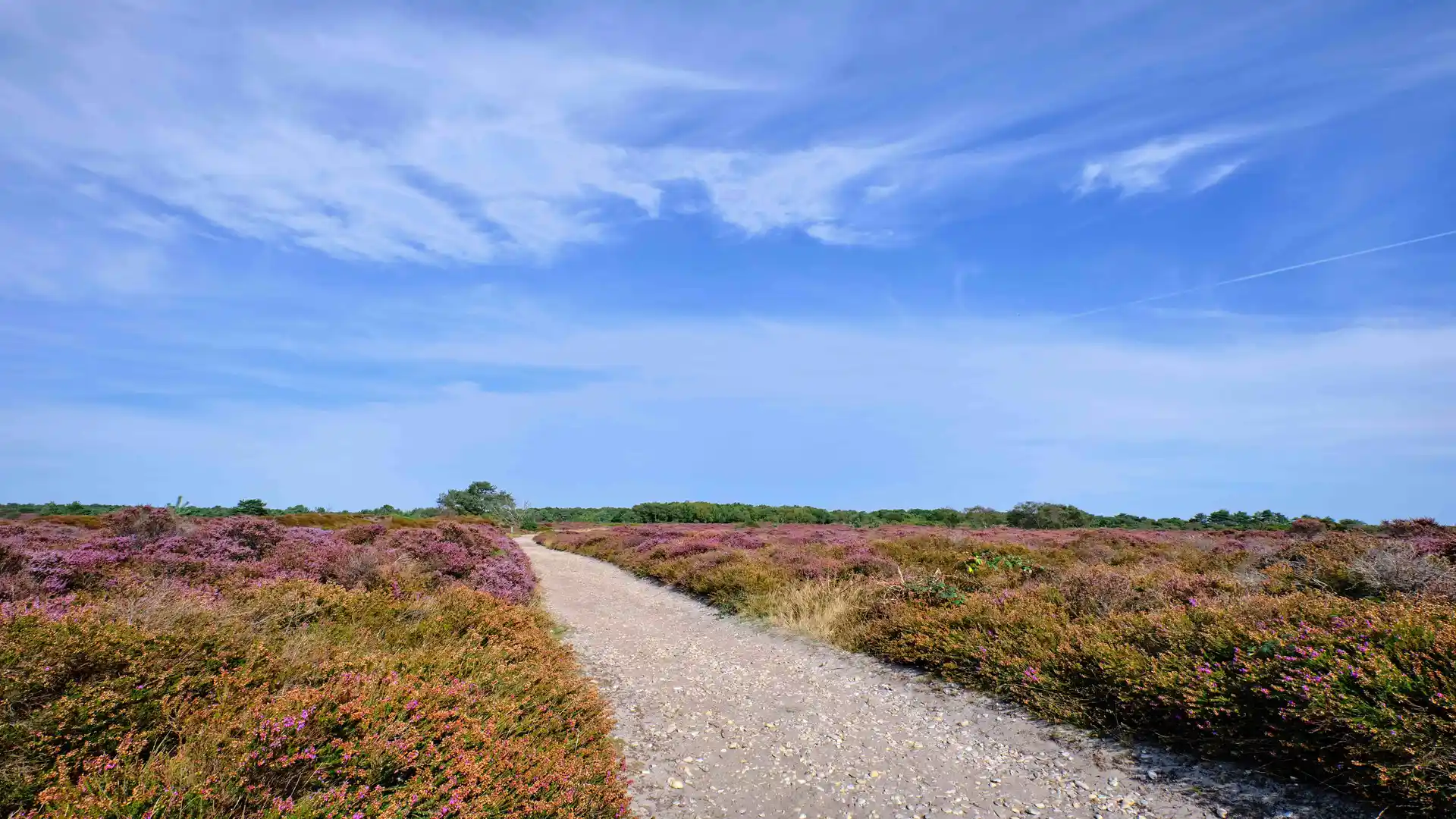 View of a shingle path leading through Dulwich heath on a sunny blue sky day.