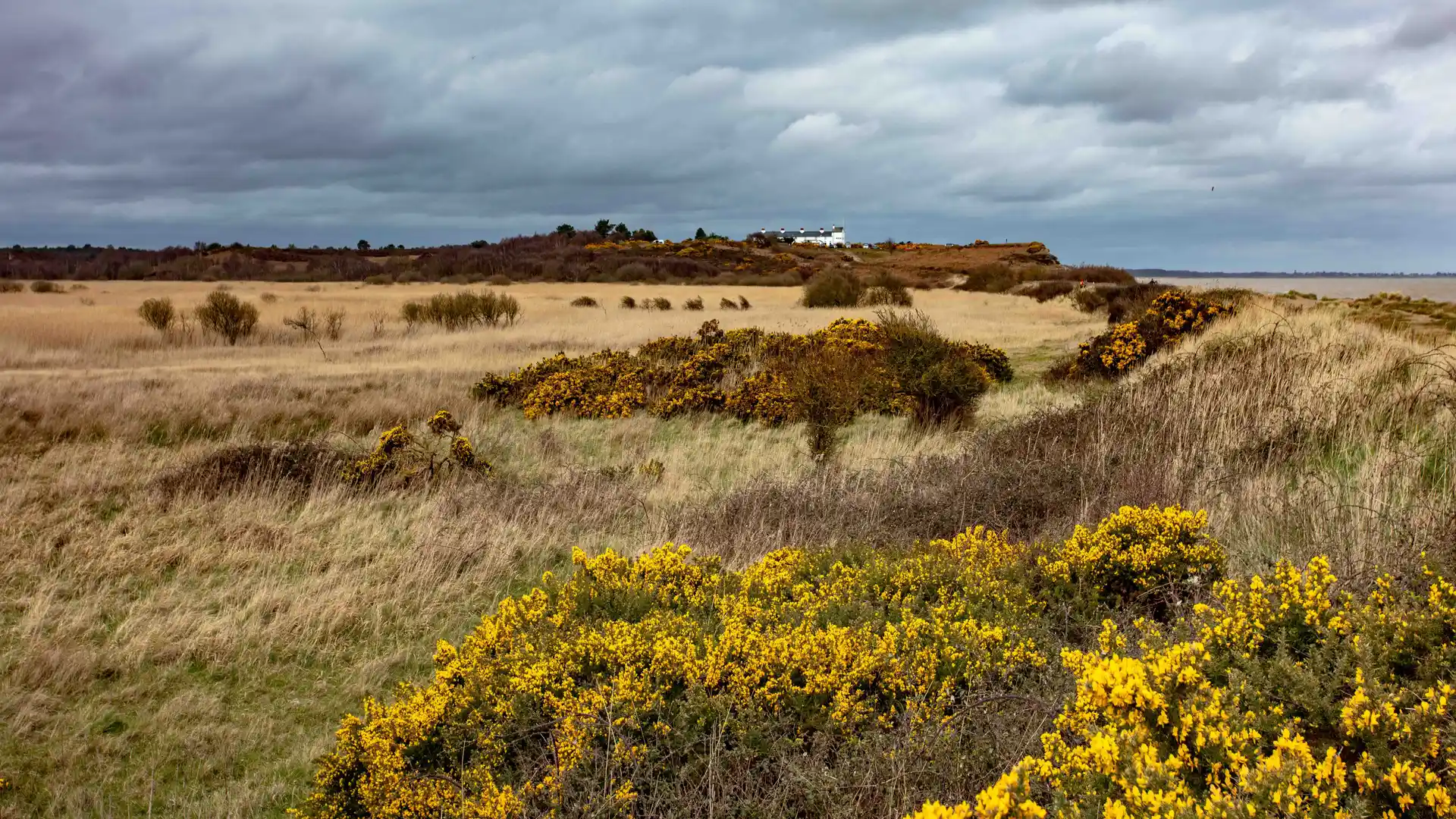 Windswept heathland near Dunwich, Suffolk, with yellow gorse in the foreground and coastal cliffs under a moody sky.