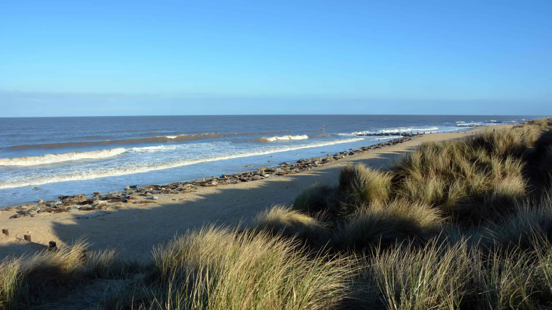 Seals resting on the beach at Horsey Gap, Norfolk, with waves rolling in and sand dunes in the foreground