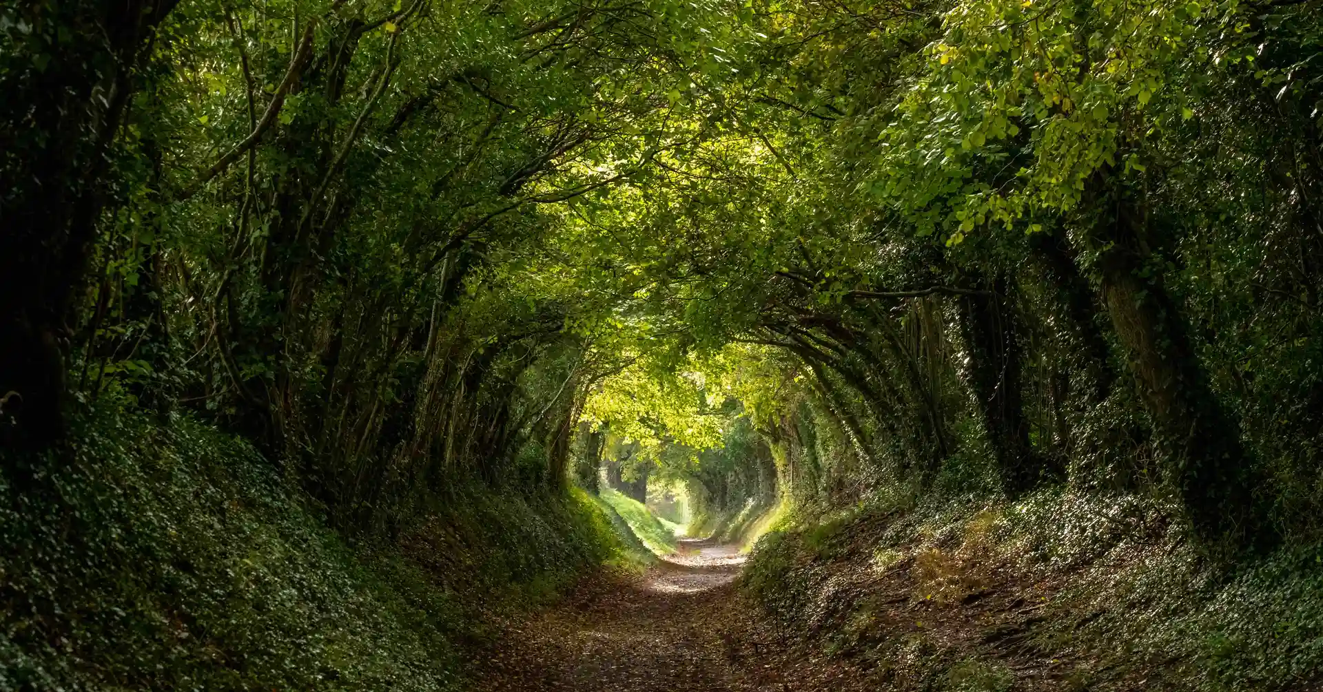 Tree-lined holloway footpath in West Sussex, South Downs National Park, with sunlight filtering through the woodland canopy.