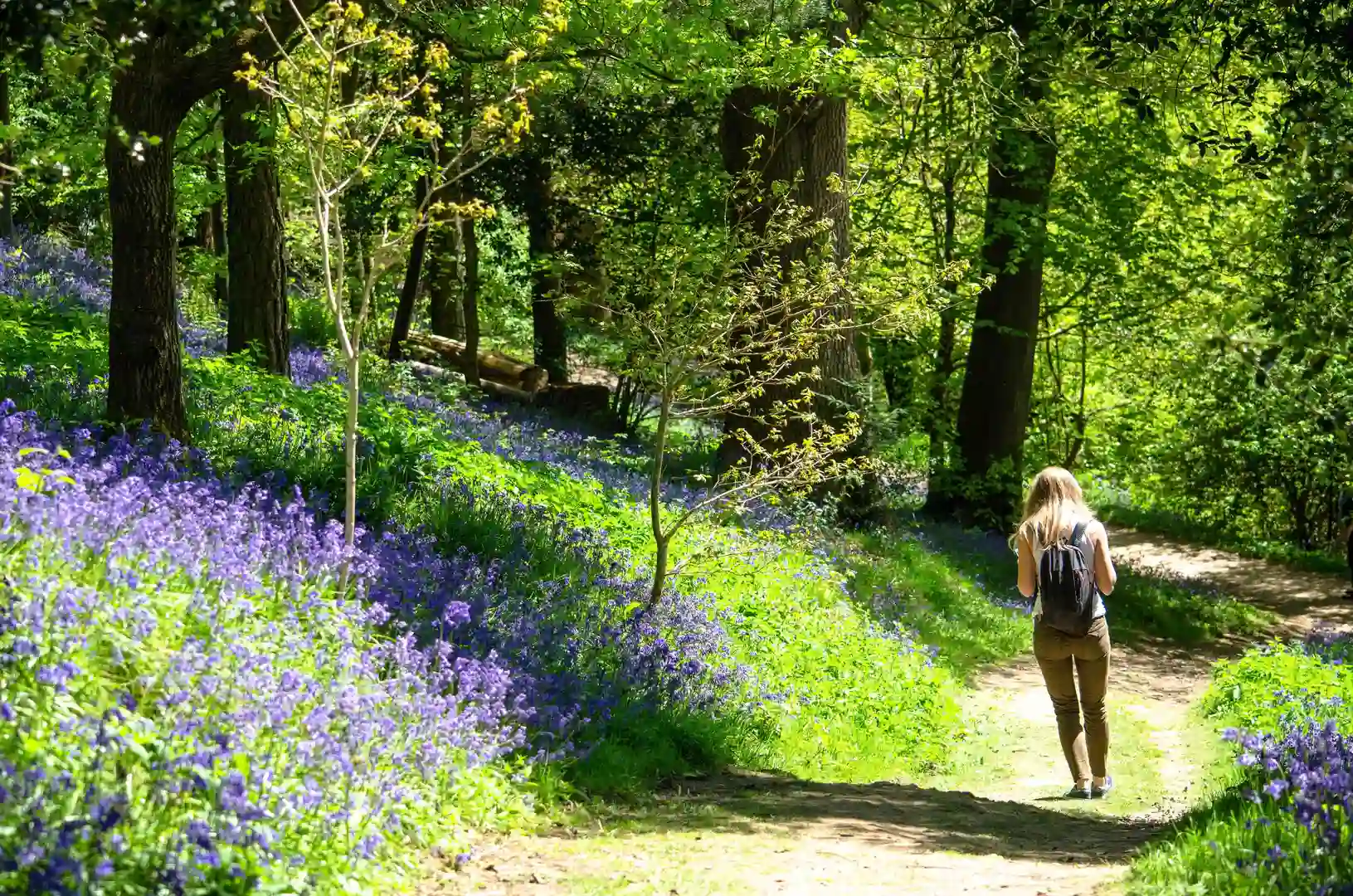 Woodland trail lined with bluebells in Kent, South East England, with a walker enjoying a spring walk.