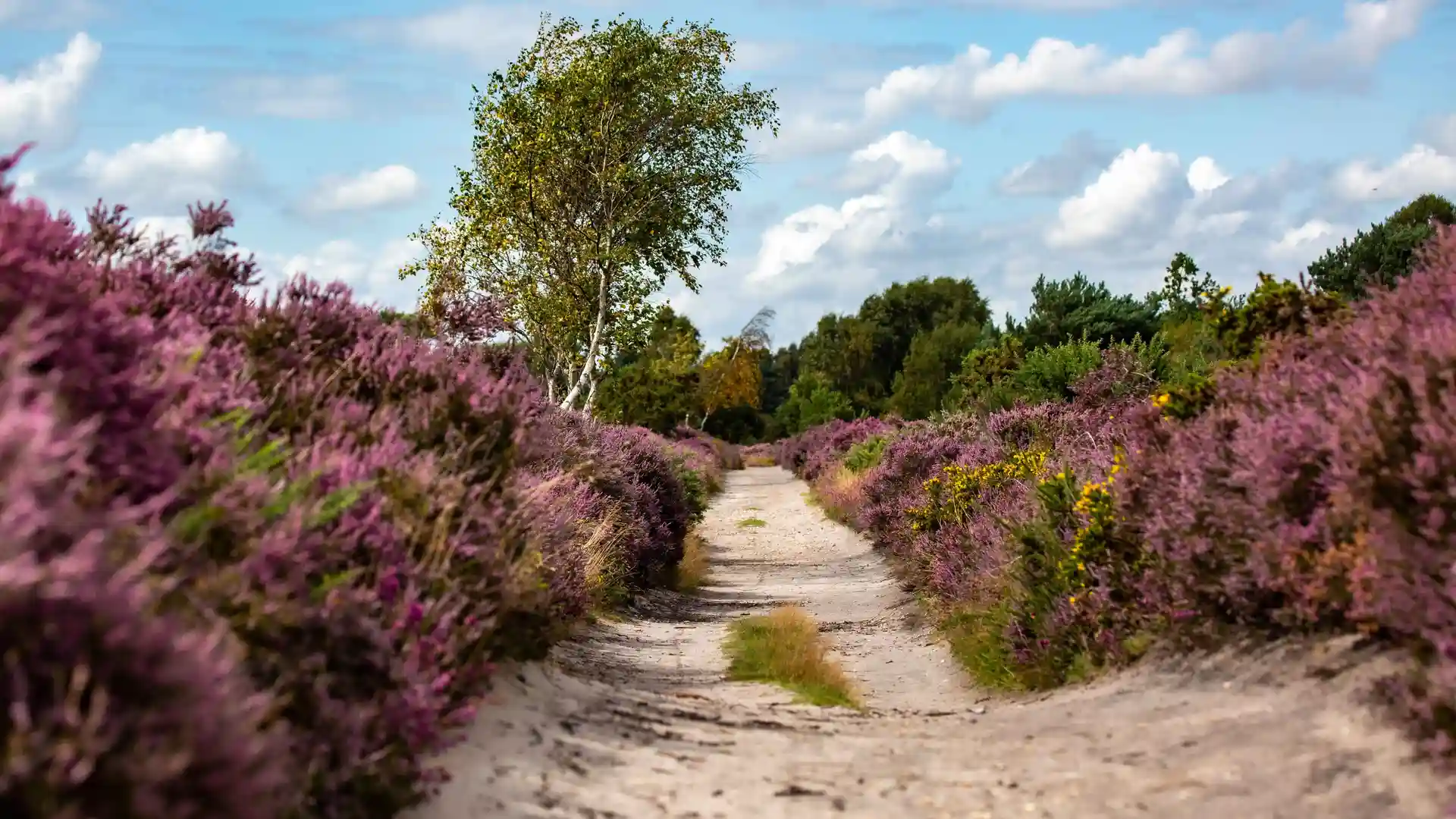 Sandy path winding through blooming purple heather at Dunwich Heath in early autumn, with a silver birch tree and woodland in the background under a bright blue sky.