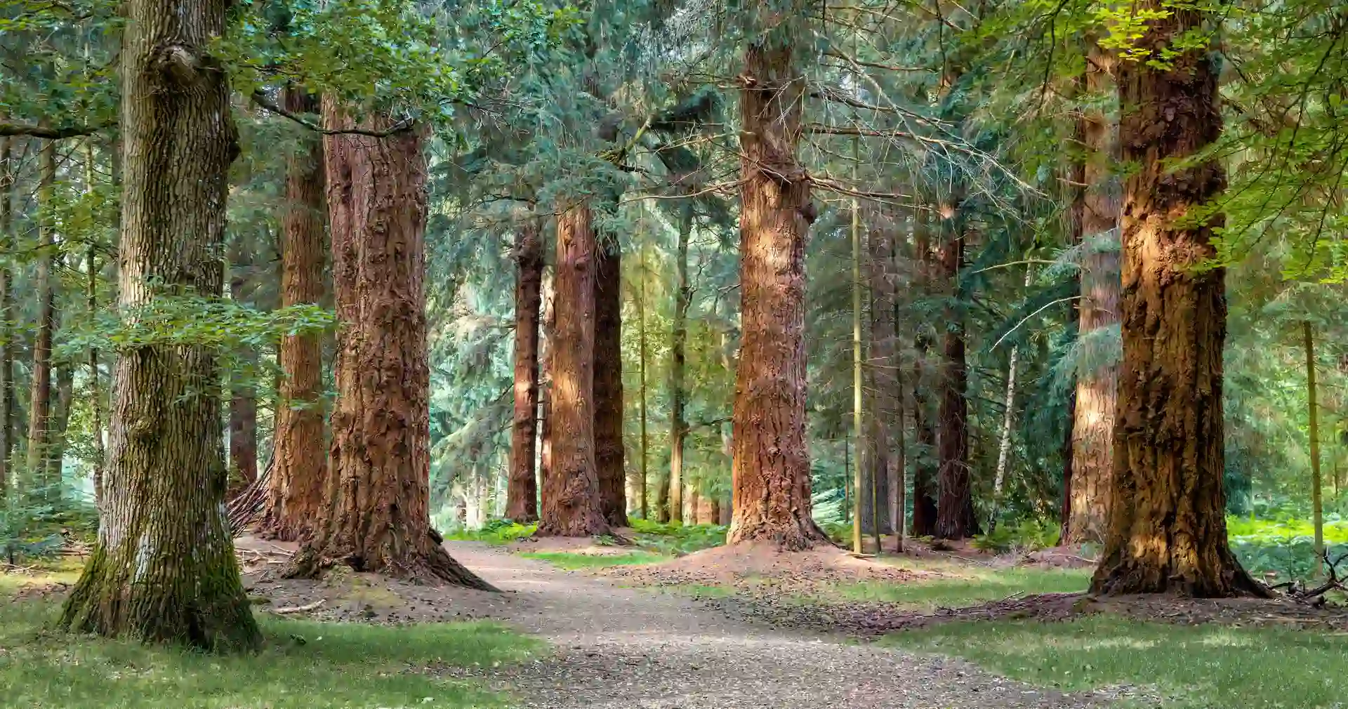 Walking trail through the New Forest National Park with towering ancient trees, dappled sunlight, and a peaceful woodland setting