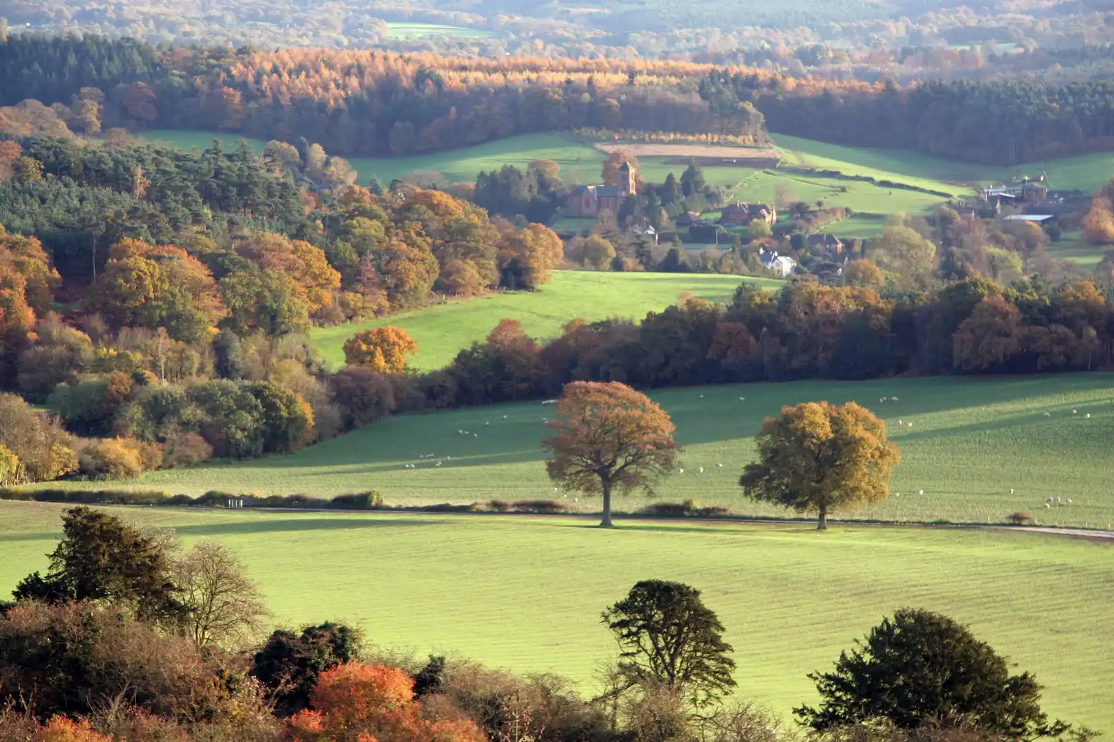 Autumn view across the Surrey Hills National Landscape, with rolling green fields, scattered trees, and wooded ridges leading to a distant village under soft light.