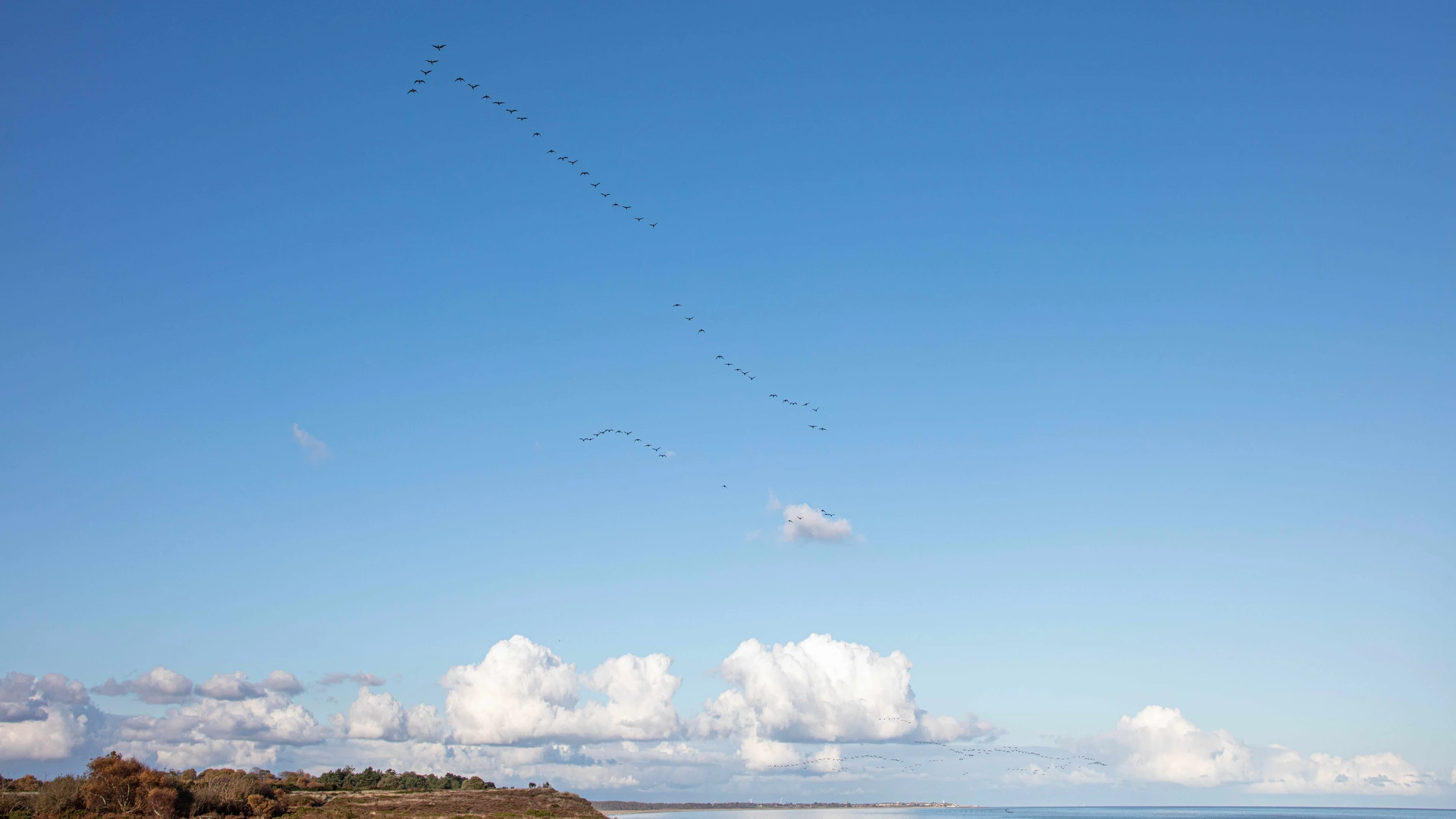Migrating Geese at The Suffolk Coast