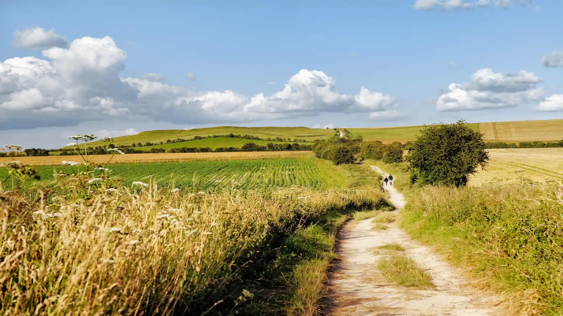 Walkers following the Ridgeway National Trail across rolling chalk farmland and open downs under a wide summer sky.