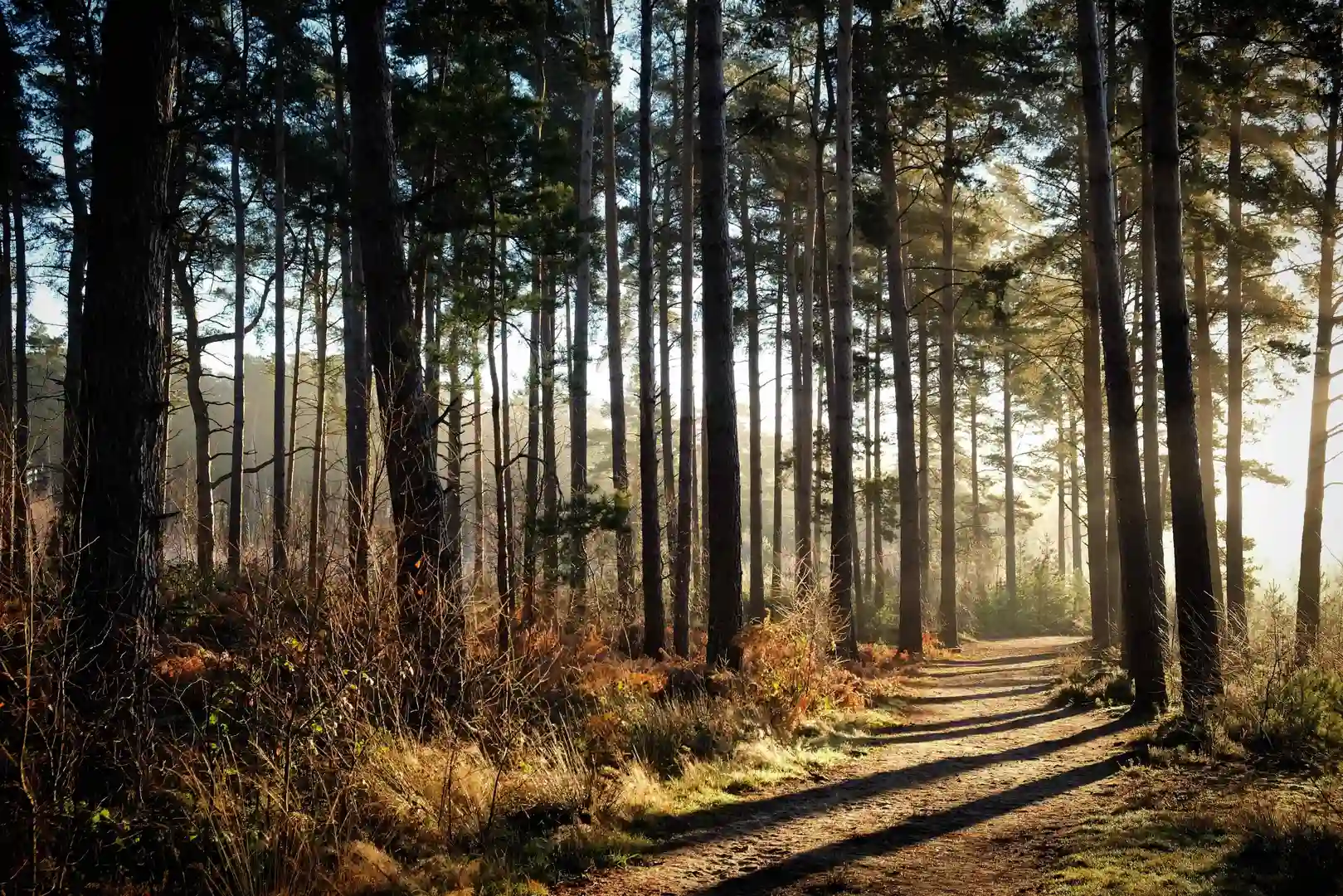 Morning sunlight filtering through tall pine trees on Blackheath Common, Surrey, along the Greensand Way walking trail.