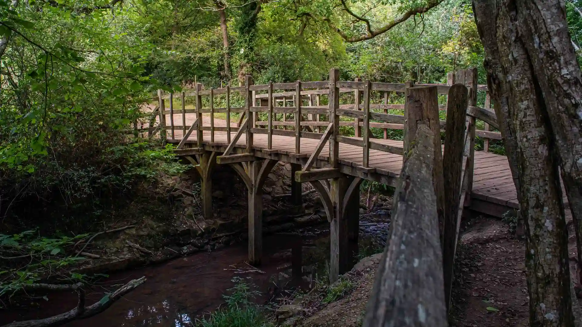 Wooden footbridge over a stream in Ashdown Forest, surrounded by green woodland.