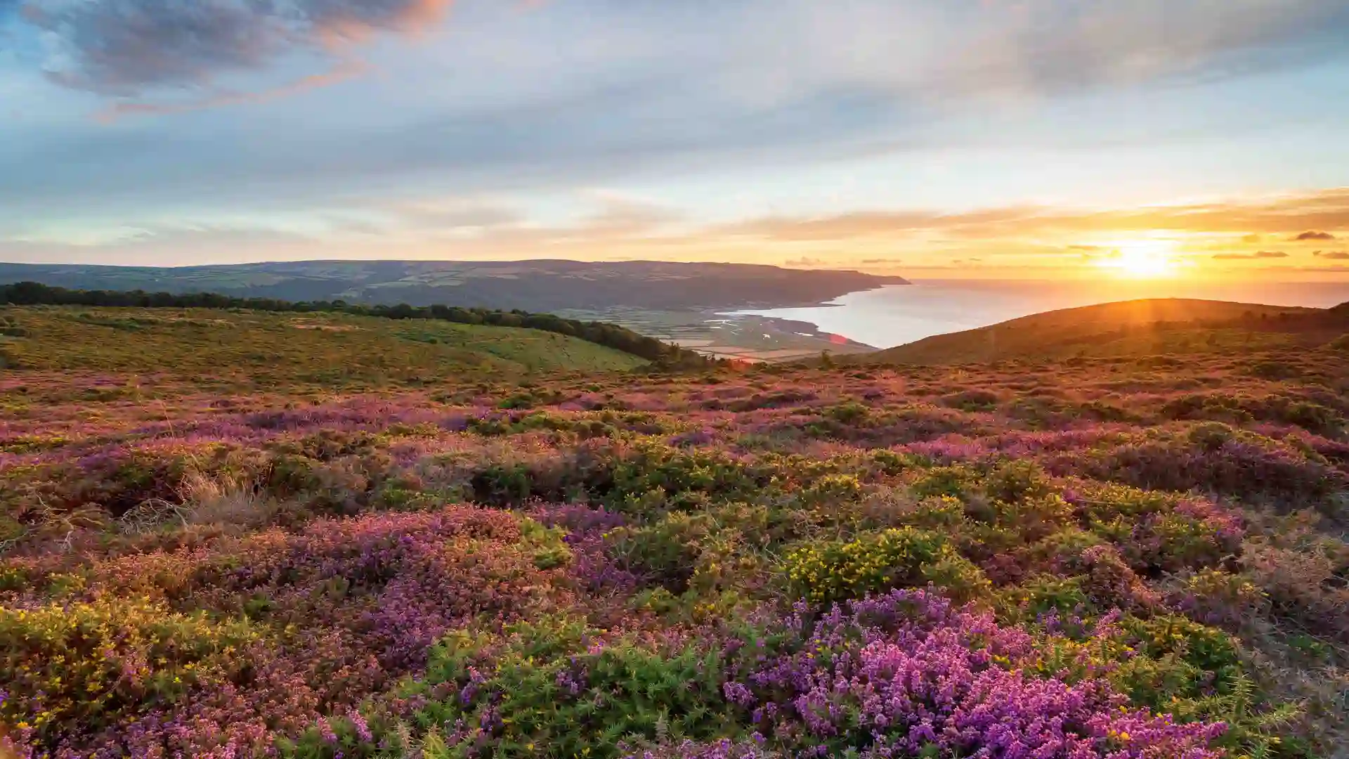 Heather-covered hills of Exmoor National Park at sunset, overlooking the Somerset coastline in South West England.