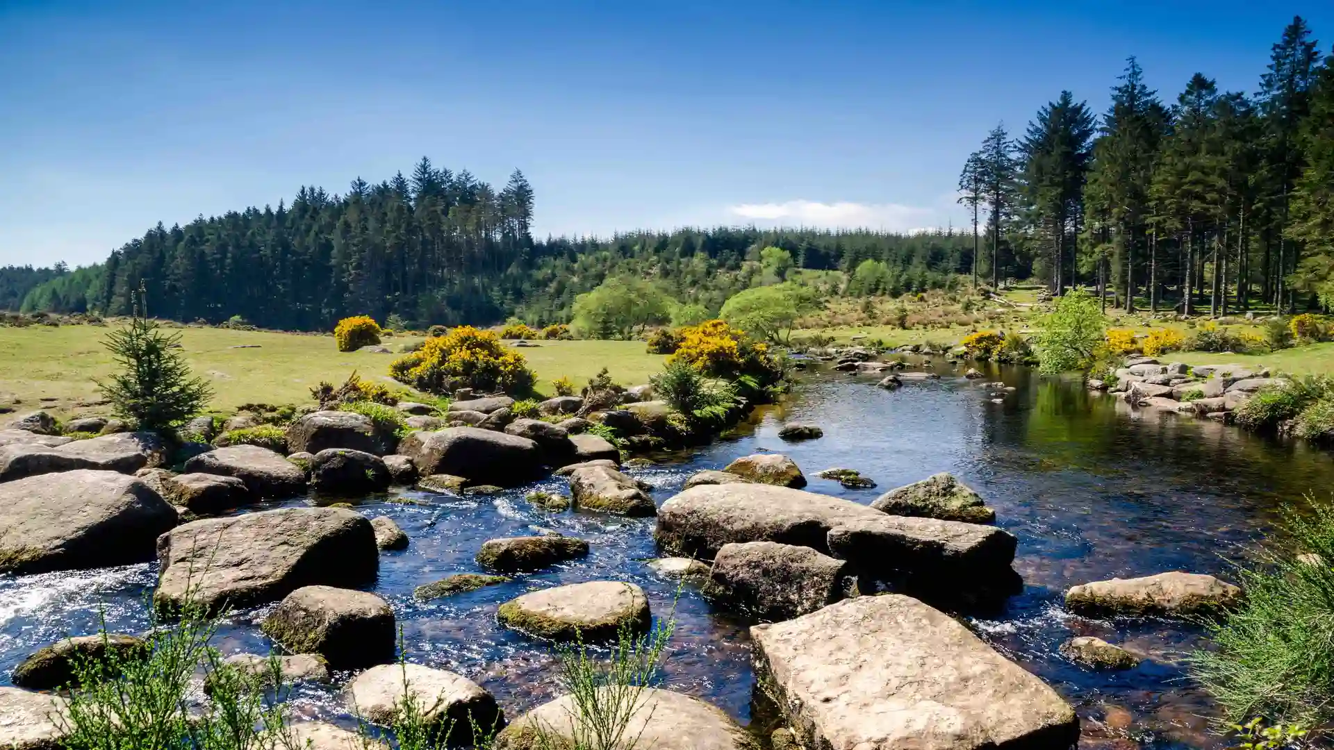 River with large stepping stones flowing through Dartmoor National Park, surrounded by green meadows, yellow gorse, and tall pine trees under a clear blue sky.