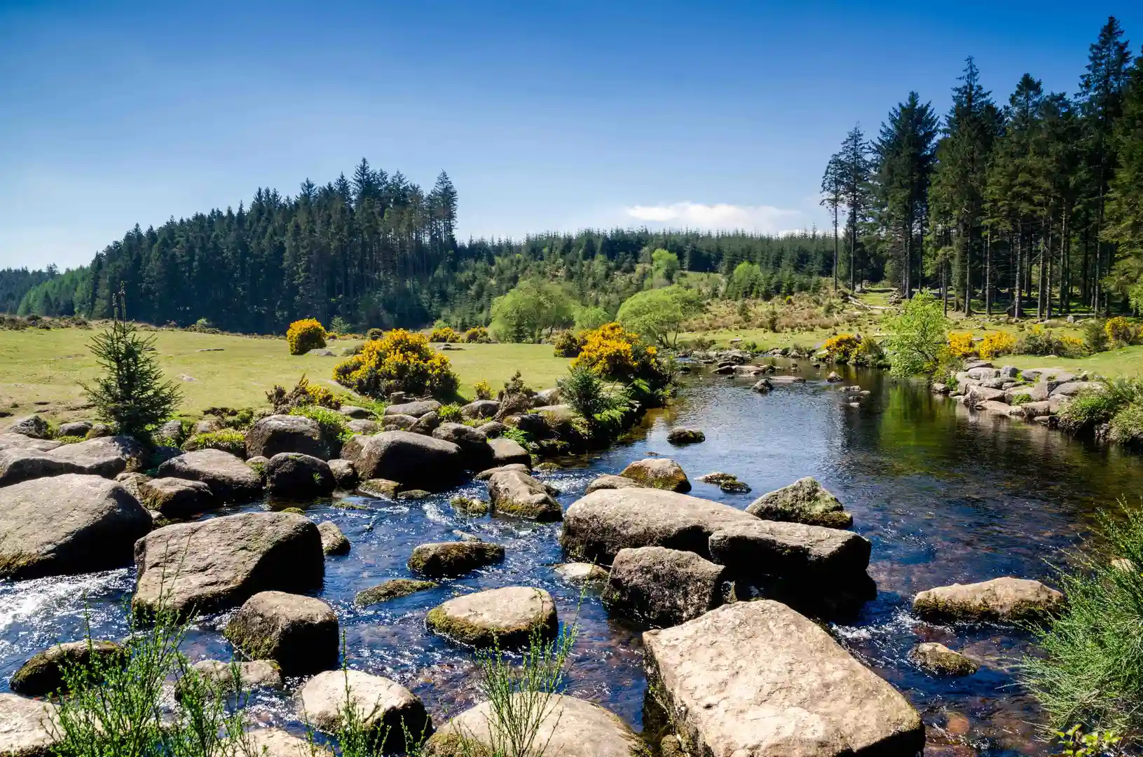 River with large stepping stones flowing through Dartmoor National Park, surrounded by green meadows, yellow gorse, and tall pine trees under a clear blue sky.