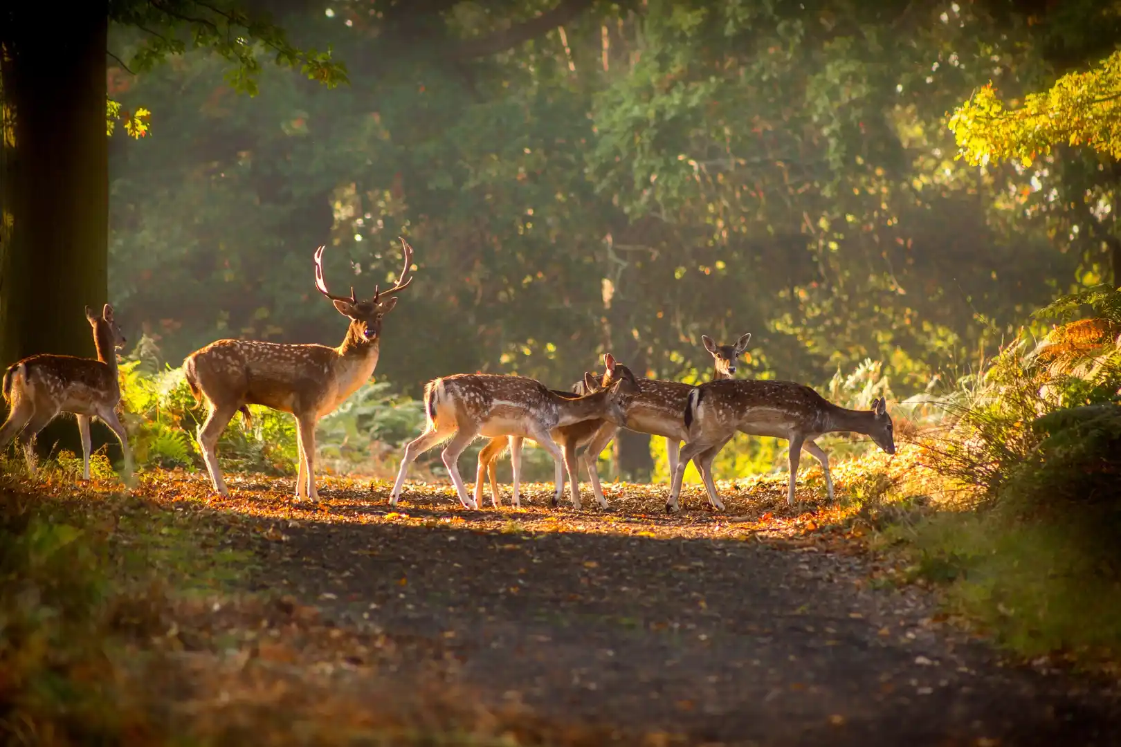 Red and fallow deer walking through Richmond Park woodland at sunrise, London’s largest Royal Park.