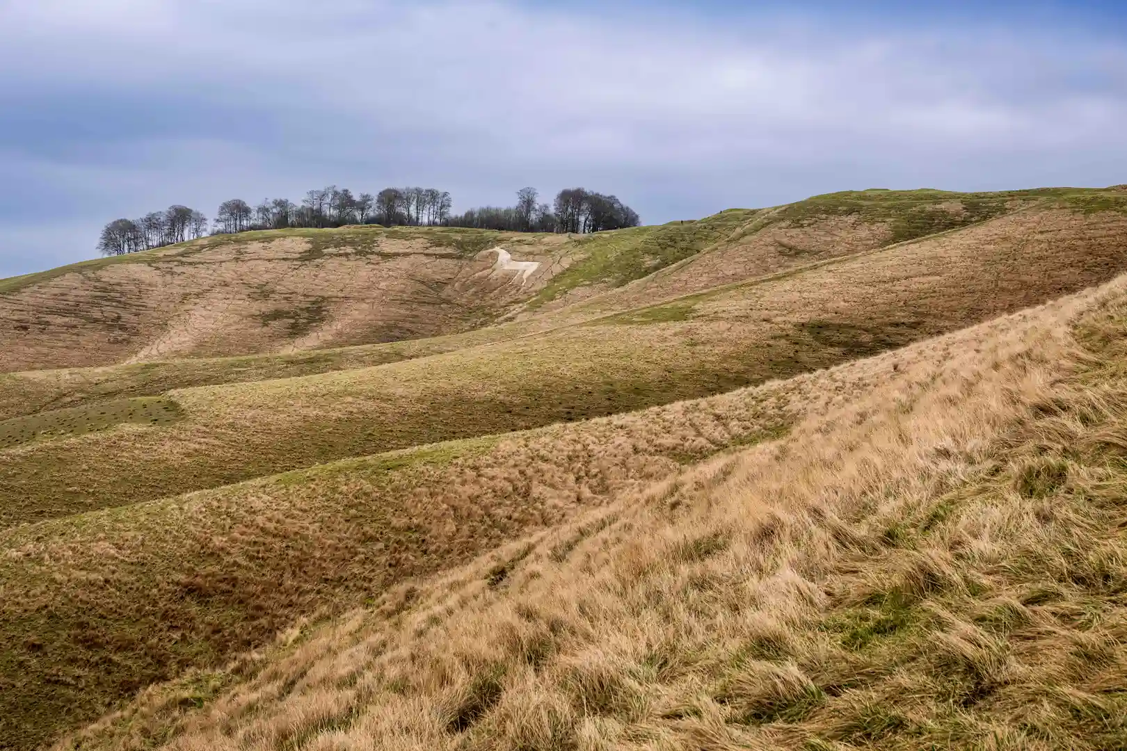 The White Horse of Cherhill on the Marlborough Downs in Wiltshire, part of the chalk landscapes near Cranborne Chase and the West Wiltshire Downs.