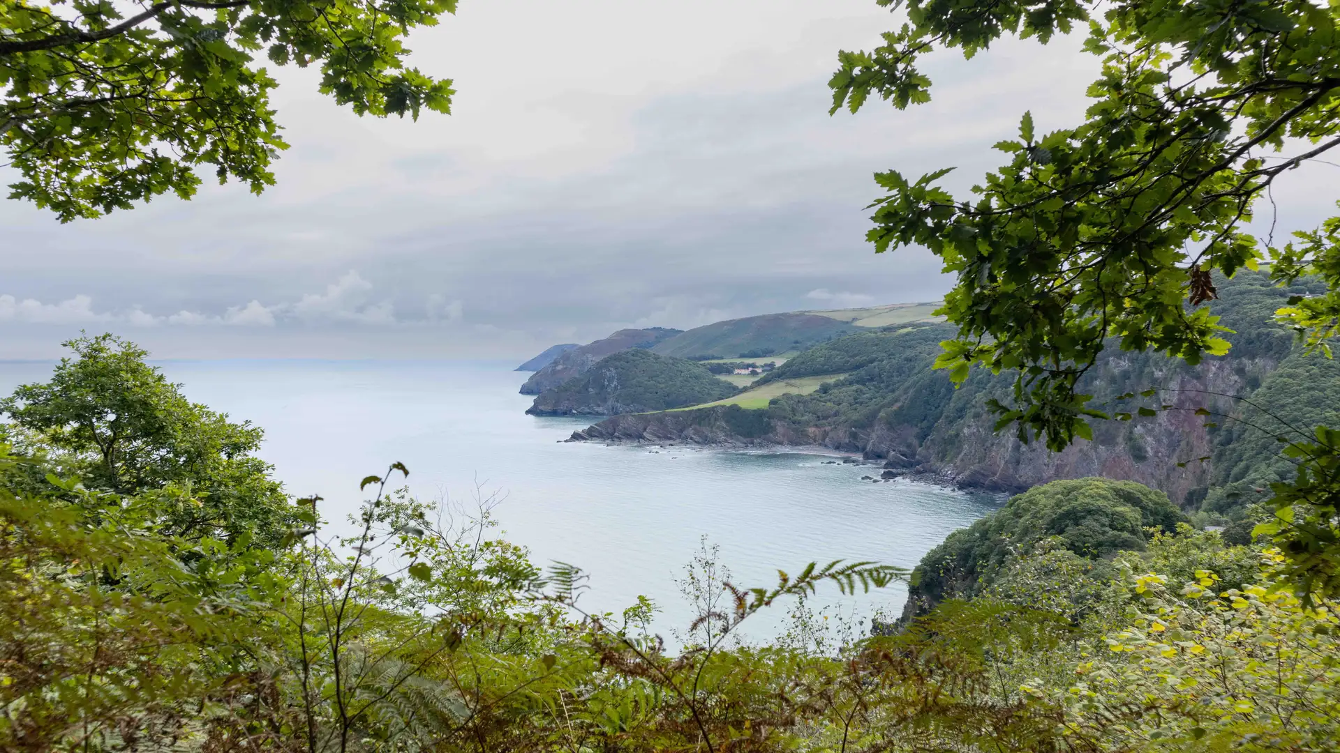 View from the South West Coast Path in Exmoor National Park, Somerset, looking across wooded cliffs and headlands on the North Devon Coast.