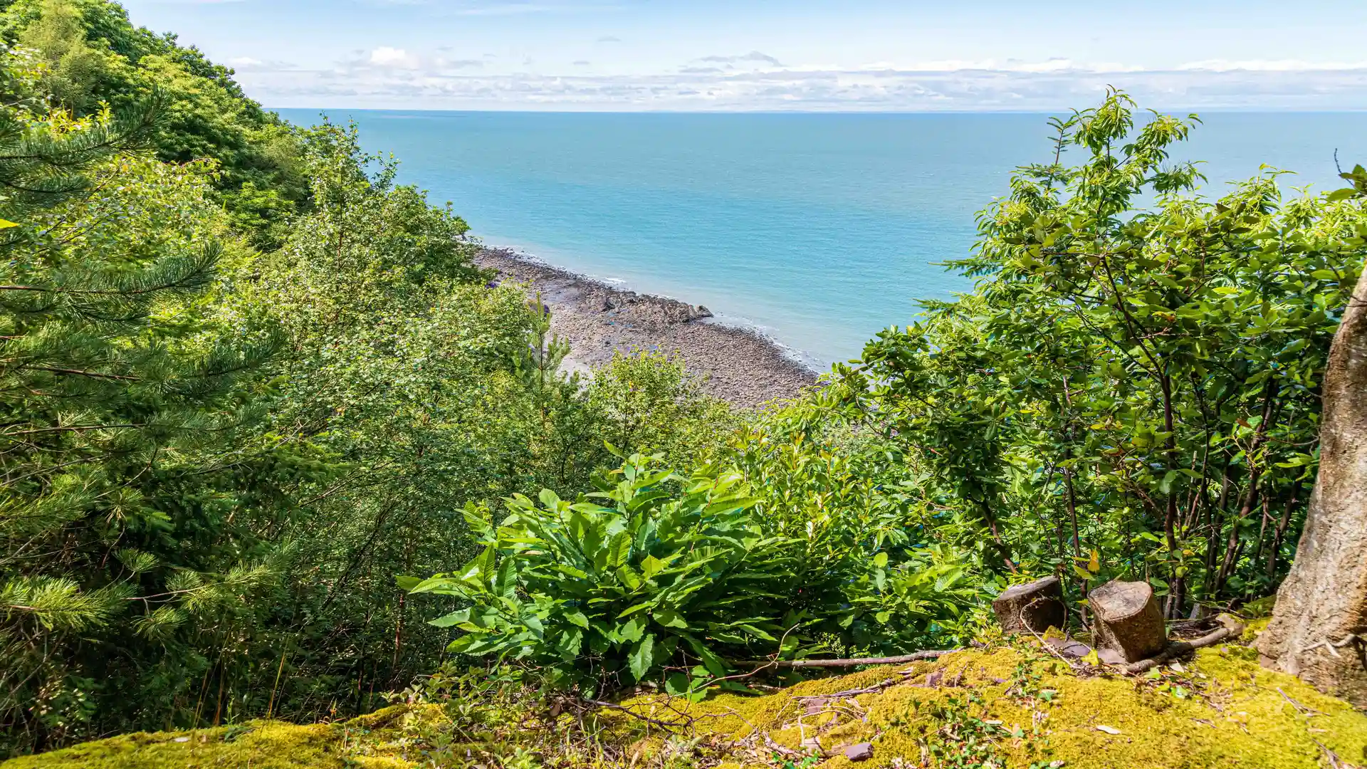 View from the South West Coast Path in Exmoor, Somerset, looking through green woodland to the shingle beach and turquoise sea below