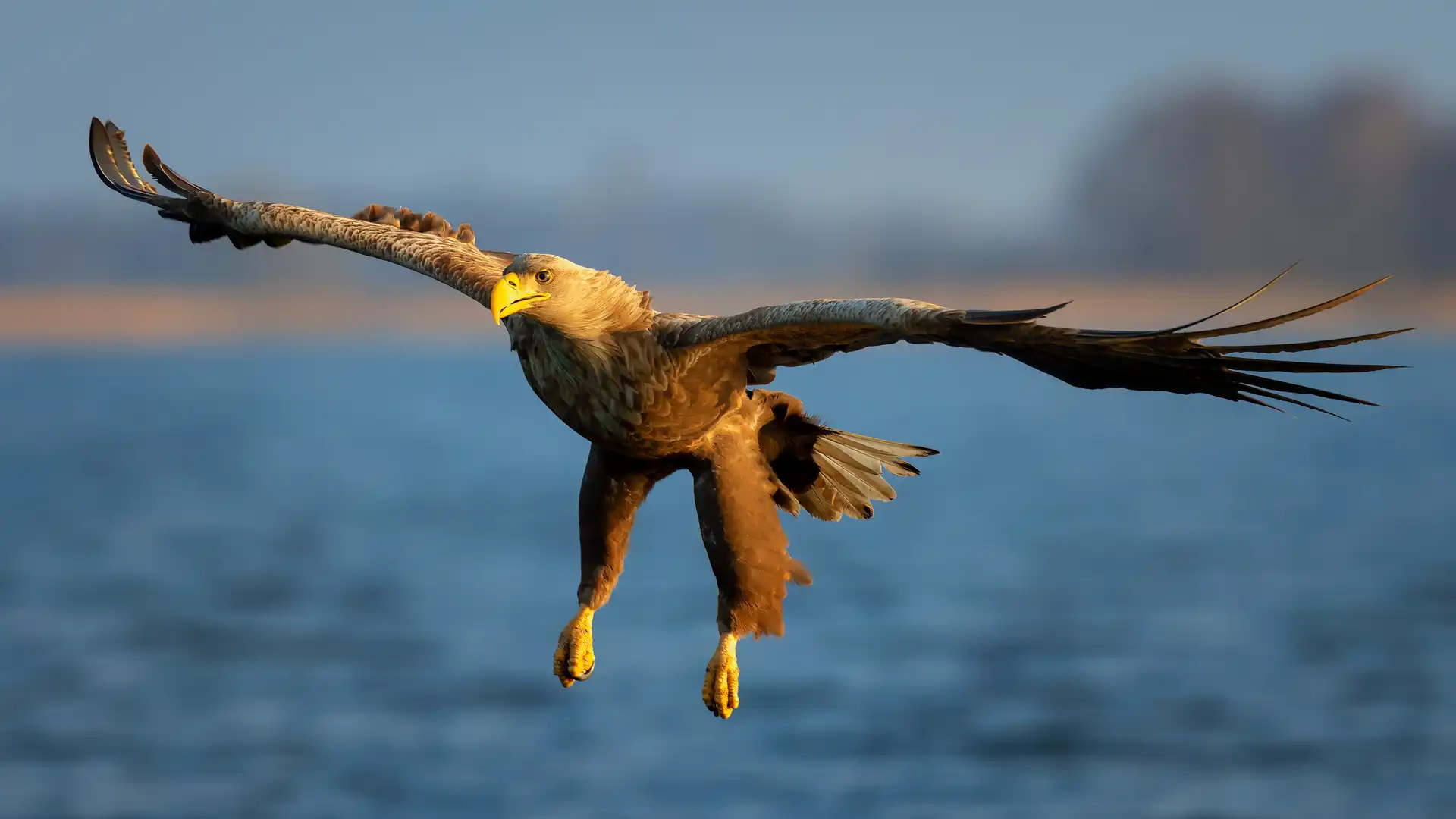 White-tailed eagle flying over Killarney National Park, Ireland.