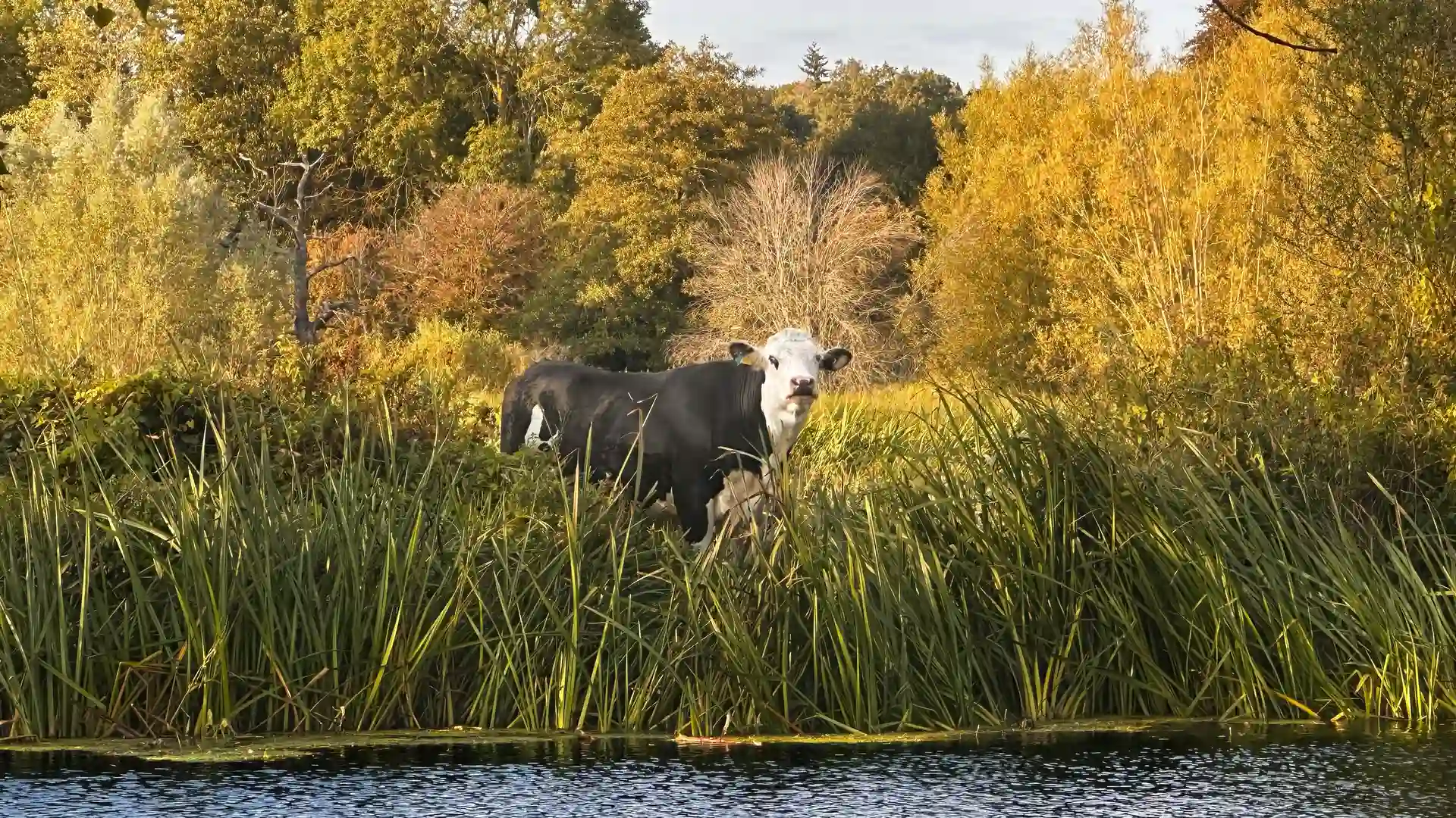 Cow grazing beside the River Stour in Dedham Vale National Landscape, surrounded by tall reeds and golden autumn trees reflected in calm water.
