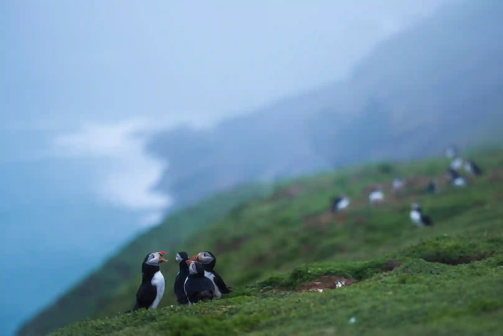 Atlantic puffins on the cliffs of Skomer Island in Pembrokeshire Coast National Park, Wales, overlooking the misty sea.