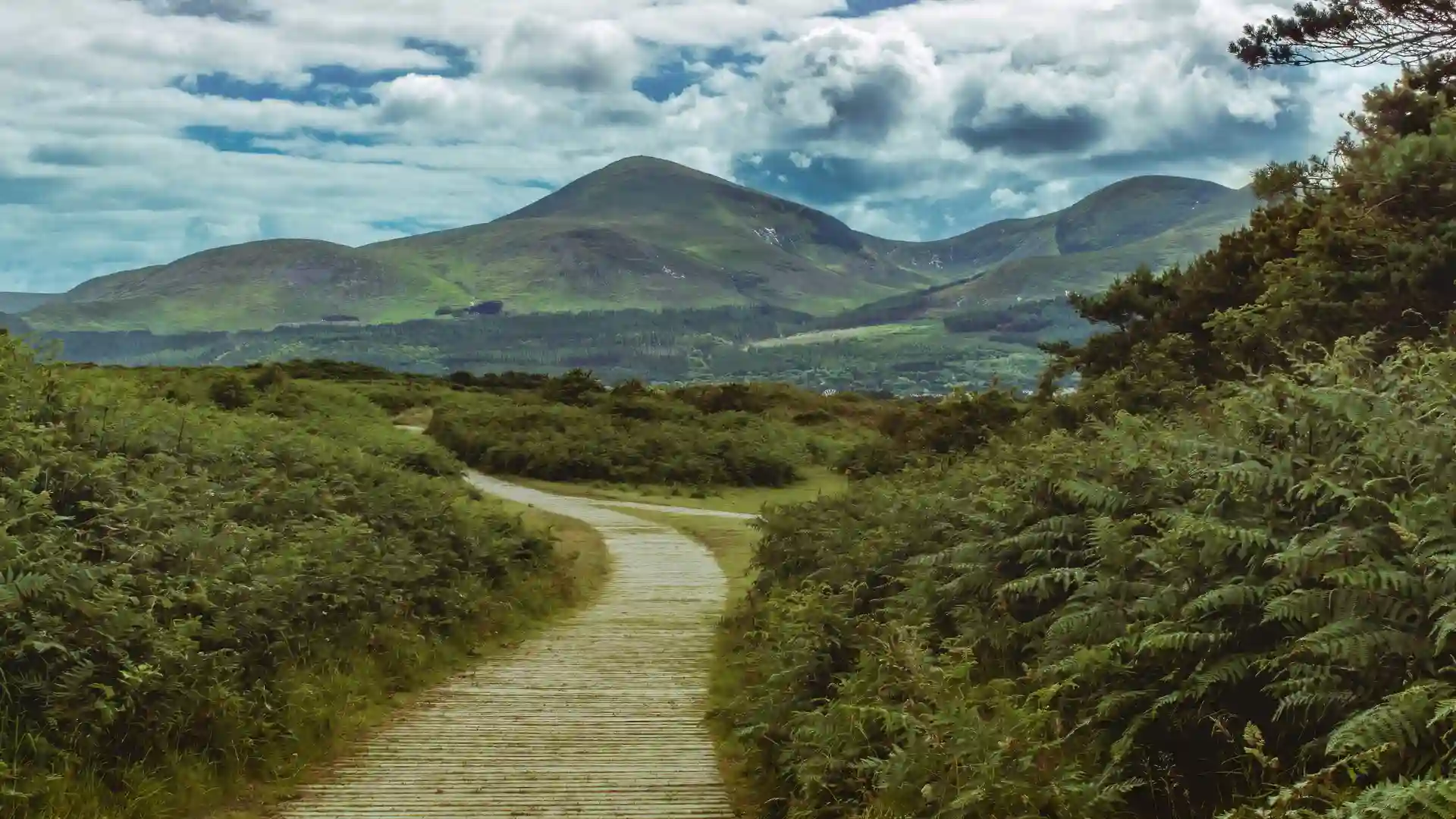 Wooden boardwalk leading through green ferns towards the Mourne Mountains under dramatic clouds in Northern Ireland.