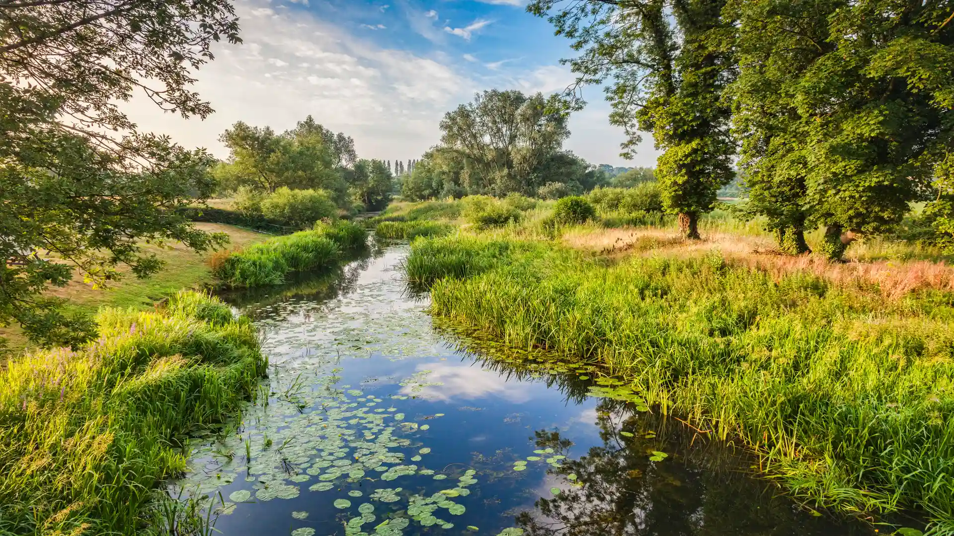 A tranquil summer view of the River Stour winding through the Dedham Vale National Landscape in Suffolk, surrounded by lush green meadows, trees, and water lilies under a soft blue sky.