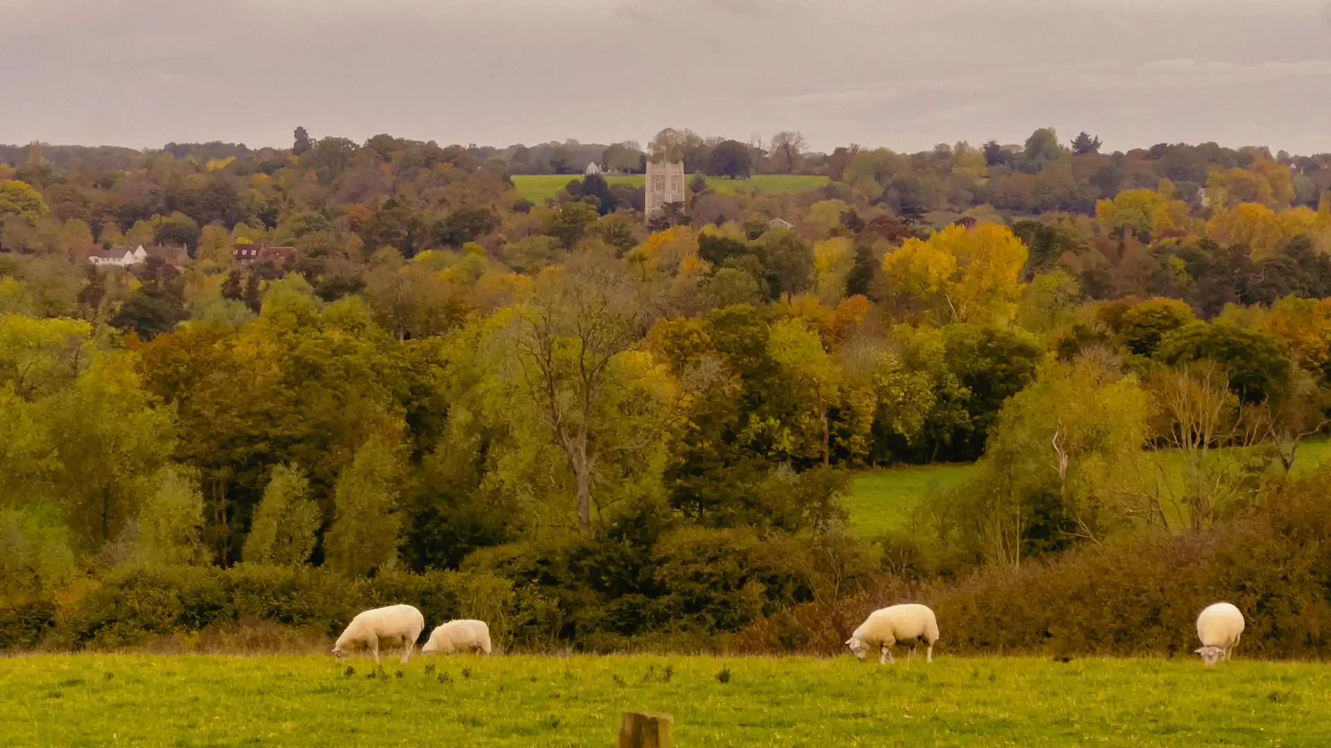 Pastoral view across Dedham Vale National Landscape with grazing sheep, autumn trees, and Dedham church tower in the distance.
