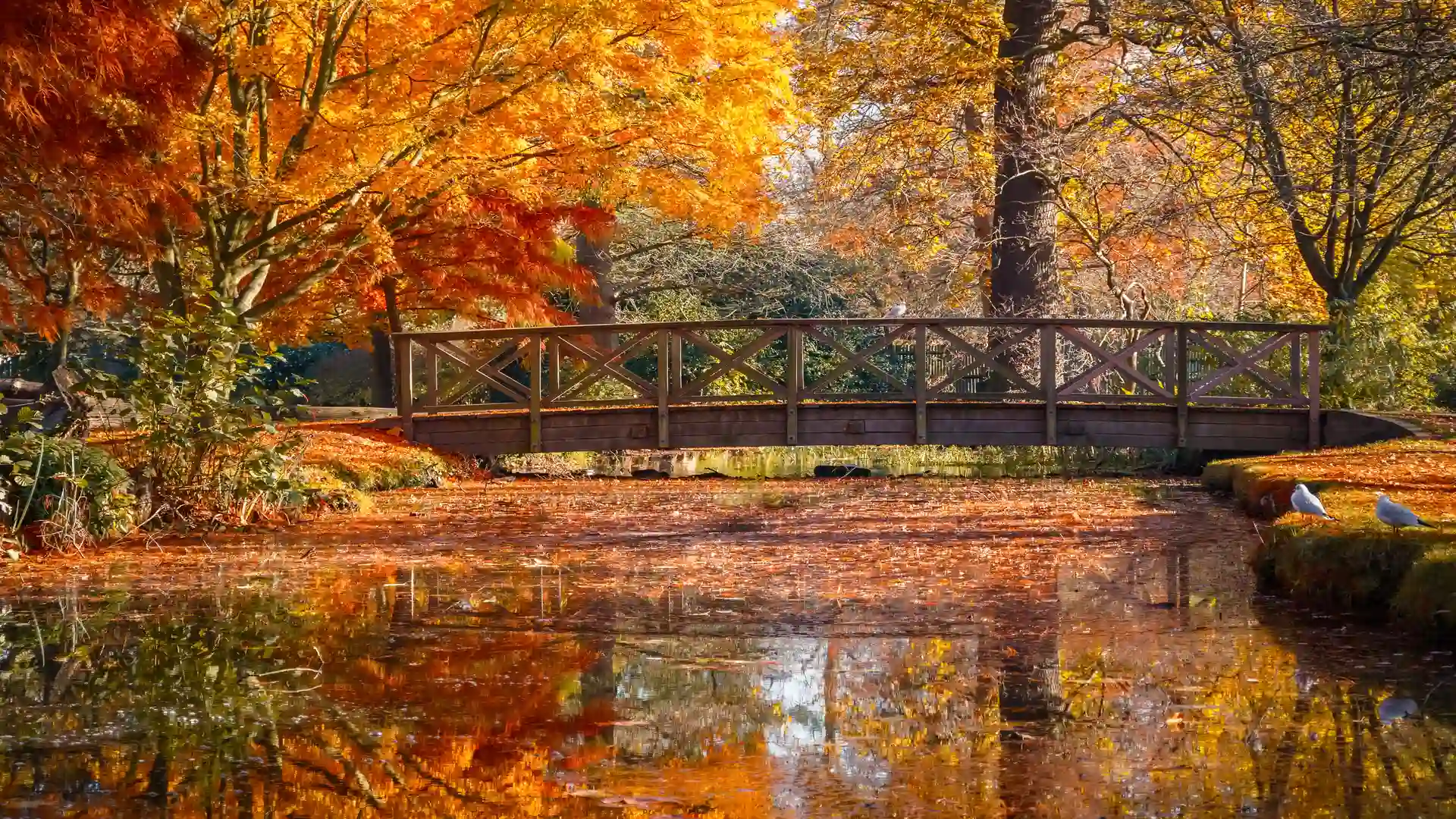 Wooden footbridge over a reflective pond surrounded by vibrant autumn trees in Bushy Park, London.