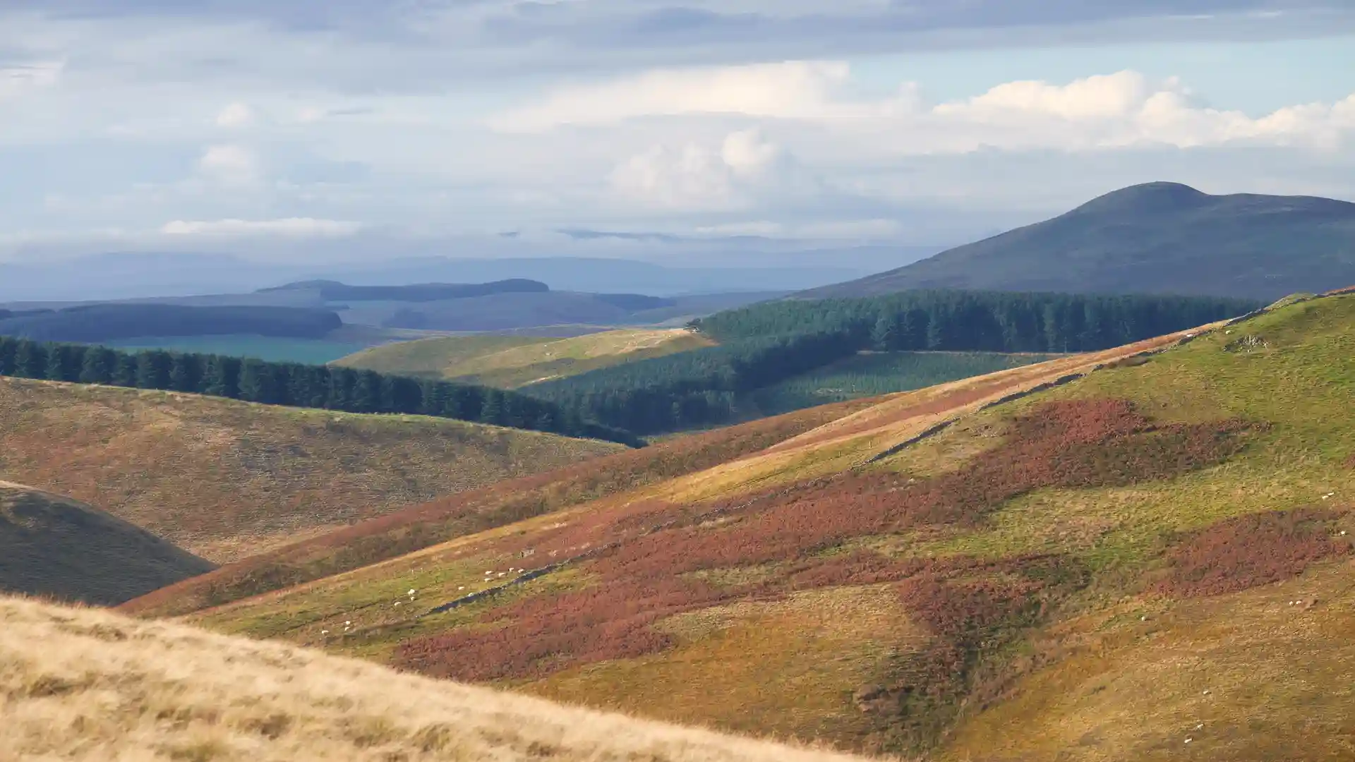 Rolling upland hills and patchwork moorland in the Cheviot Hills, Northumberland, with pine forests and open views across the county’s rural landscape.