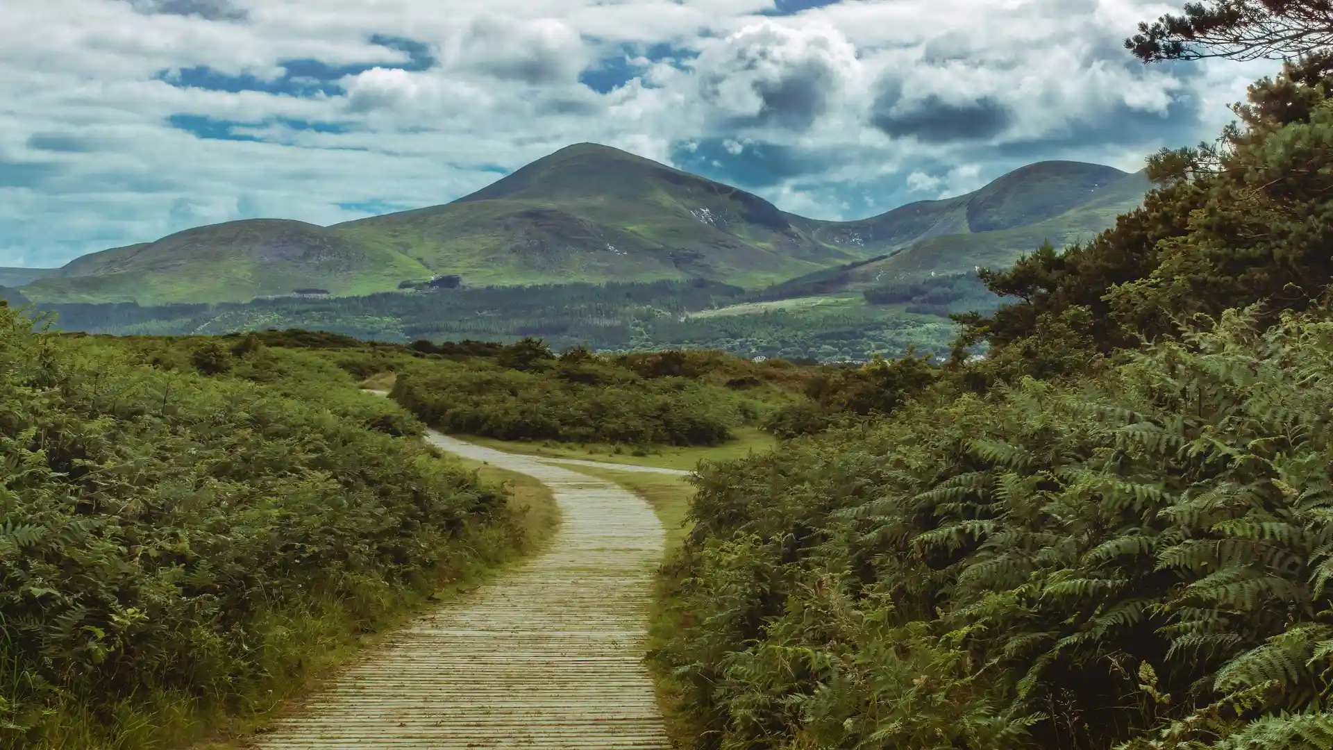 A winding path through lush green ferns leading toward the Mourne Mountains under a dramatic cloudy sky in Northern Ireland