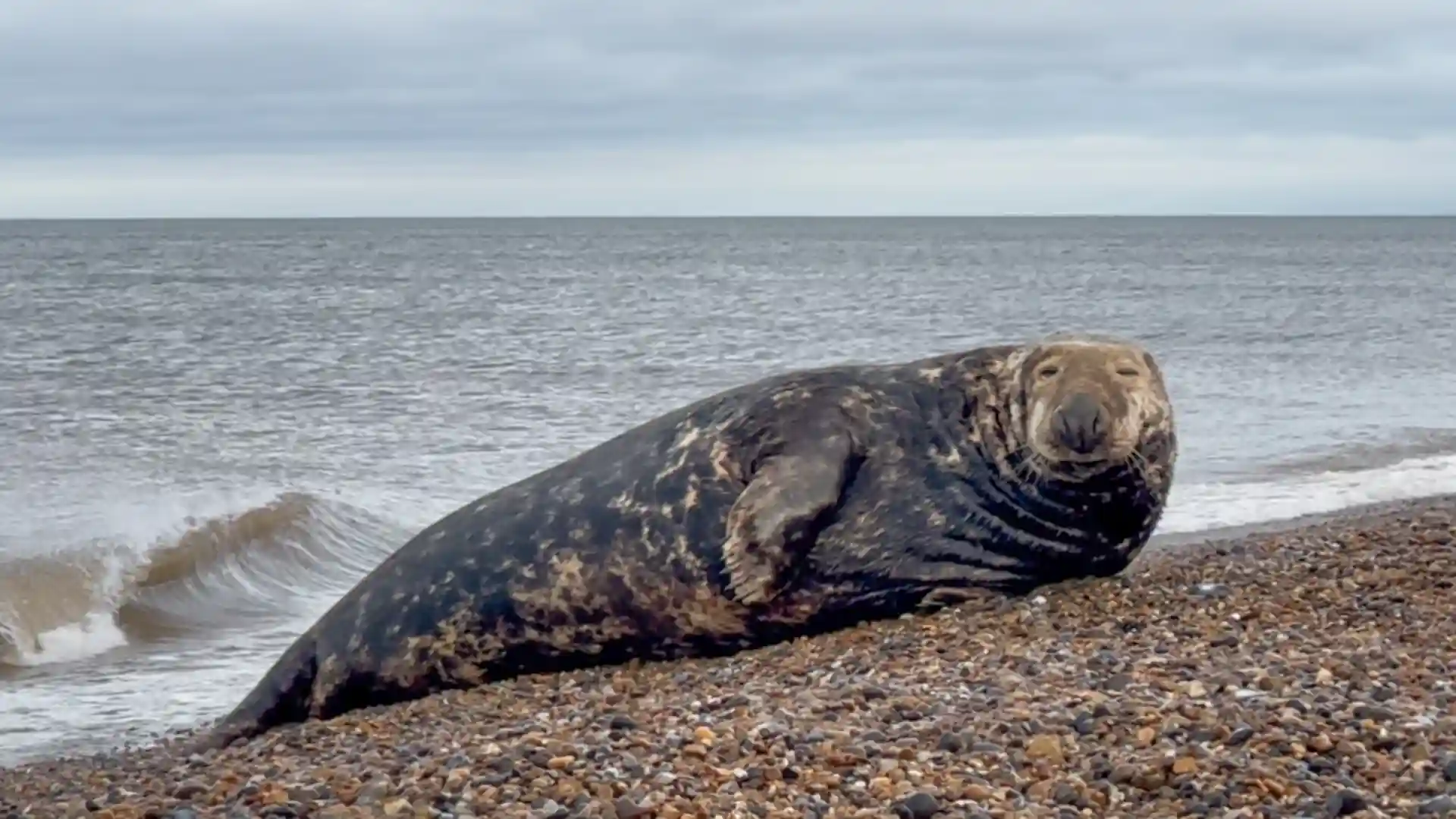 Grey seal resting on the shingle at Cley Beach on the Norfolk coast, with waves breaking behind.