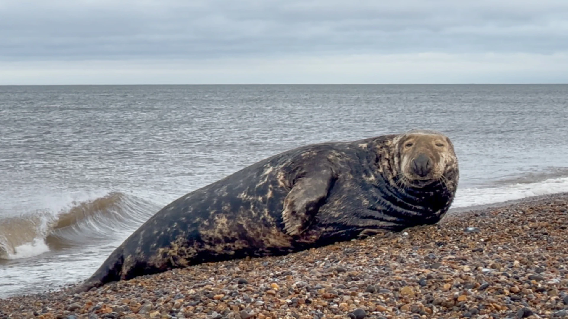 Grey seal resting on the shingle at Cley Beach on the Norfolk coast, with waves breaking behind.