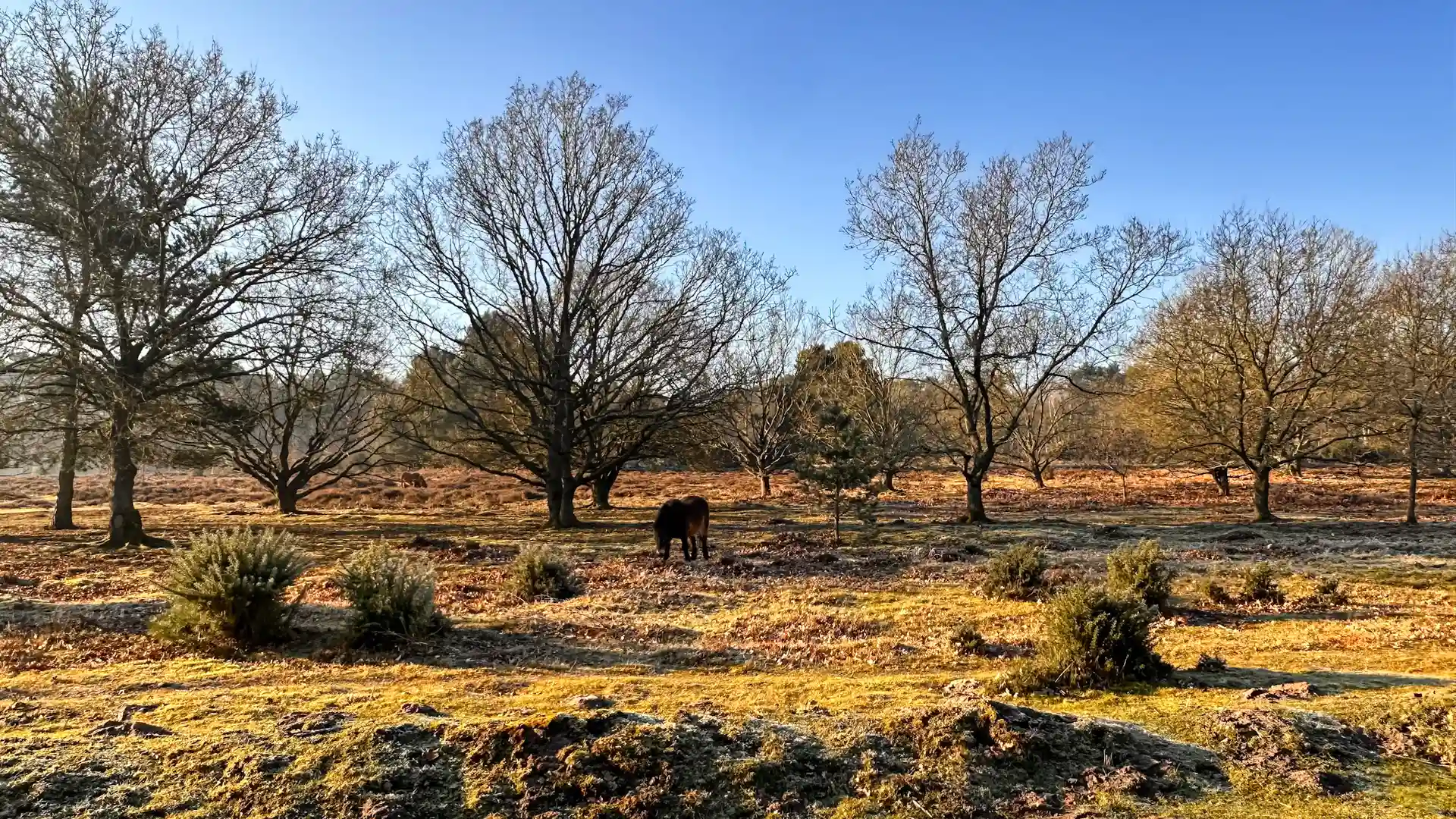 Heathland and grazing ponies at Knettishall Heath nature reserve in Suffolk.