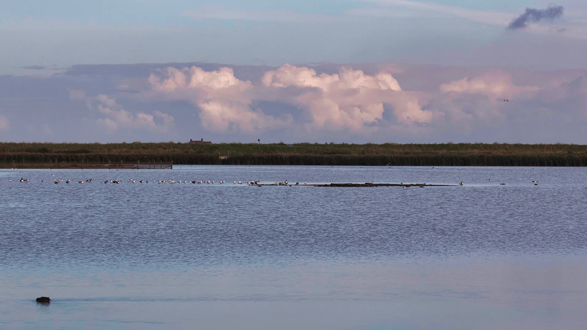 Birds resting on coastal lagoon at RSPB Titchwell Marsh on the Norfolk coast.