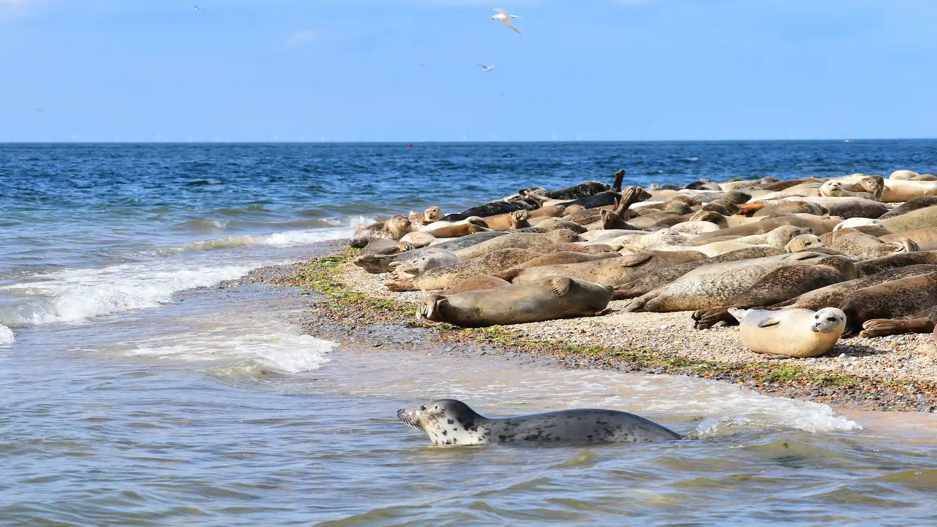 Grey seals resting on the shingle beach at Blakeney Point on the Norfolk coast.