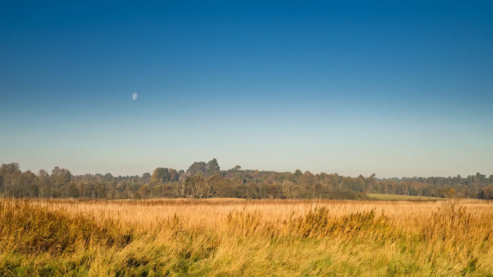 Autumn reedbeds and open heathland under a clear sky in the Suffolk Coast & Heaths National Landscape.