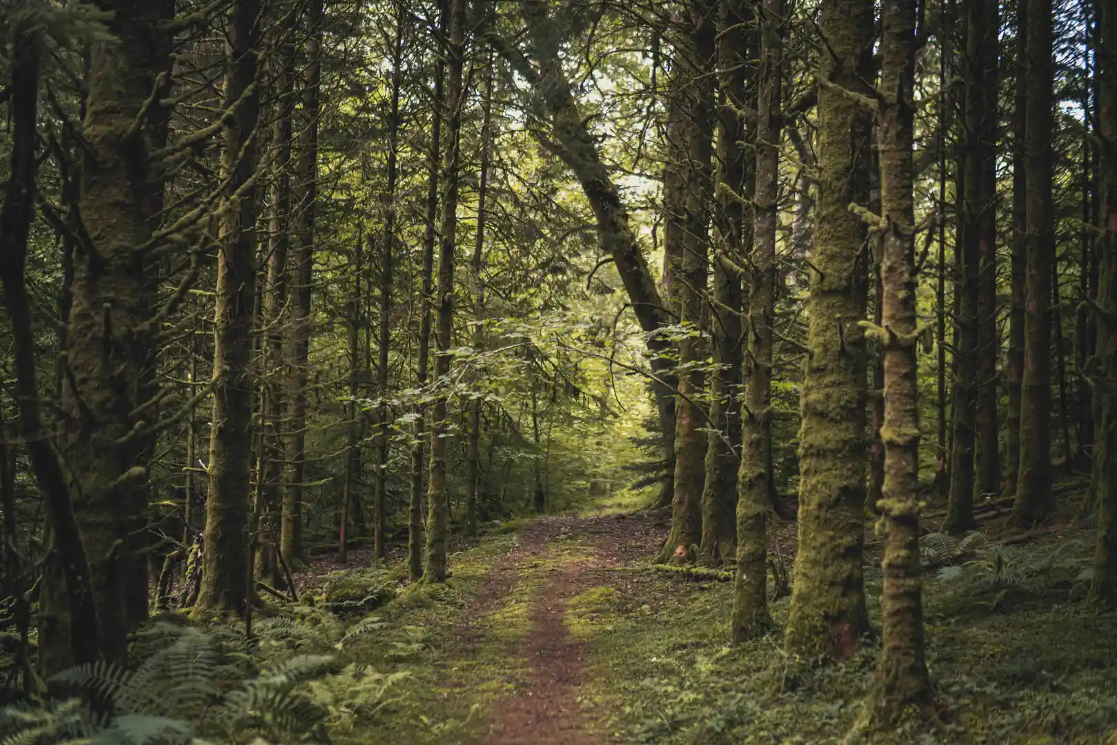 Mossy woodland trail in Galloway Forest Park, South West Scotland, surrounded by tall pine trees and soft green light