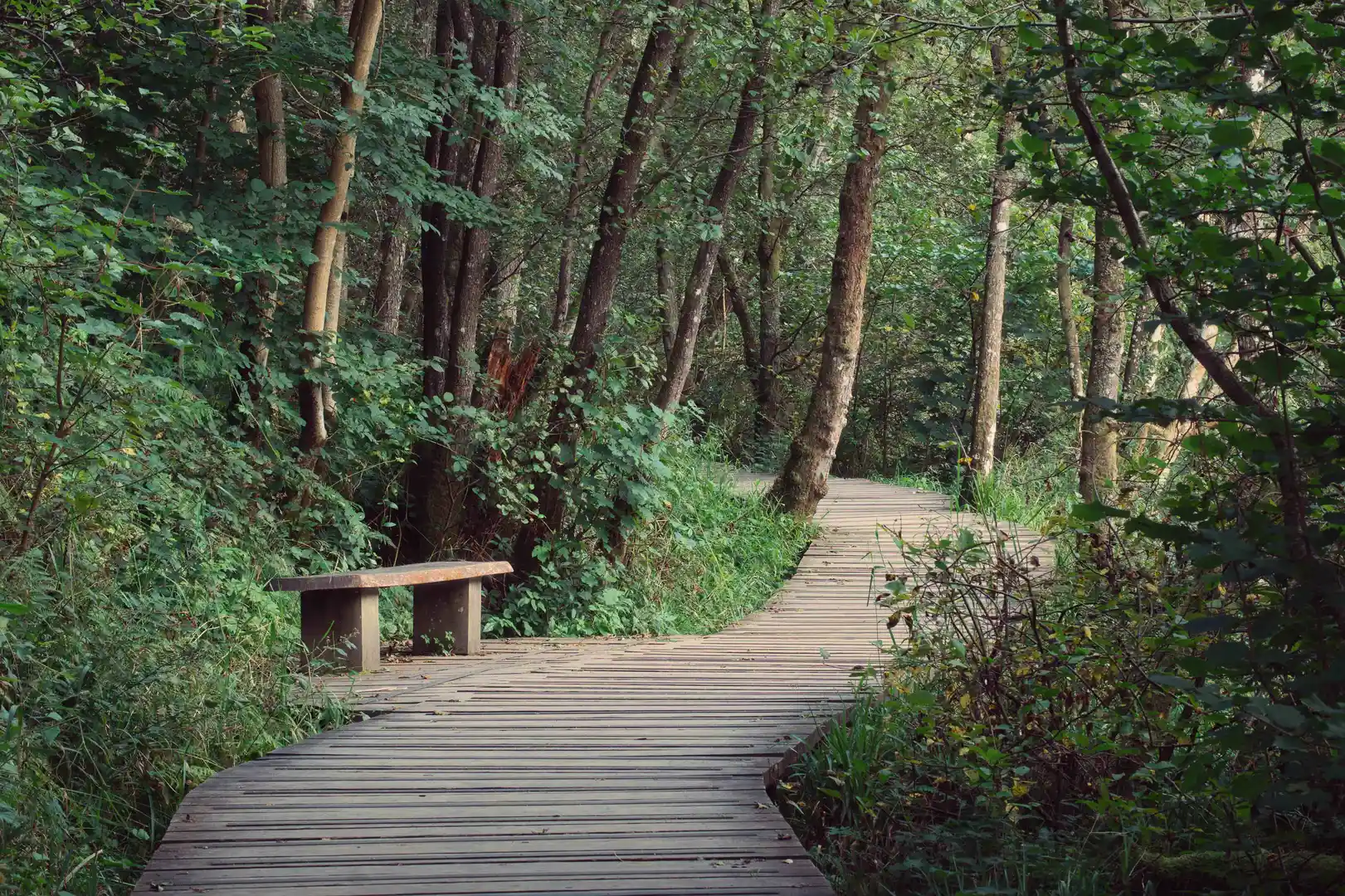 Wooden boardwalk trail through a leafy woodland in Greater Glasgow, with a bench along the path and filtered sunlight through the trees.