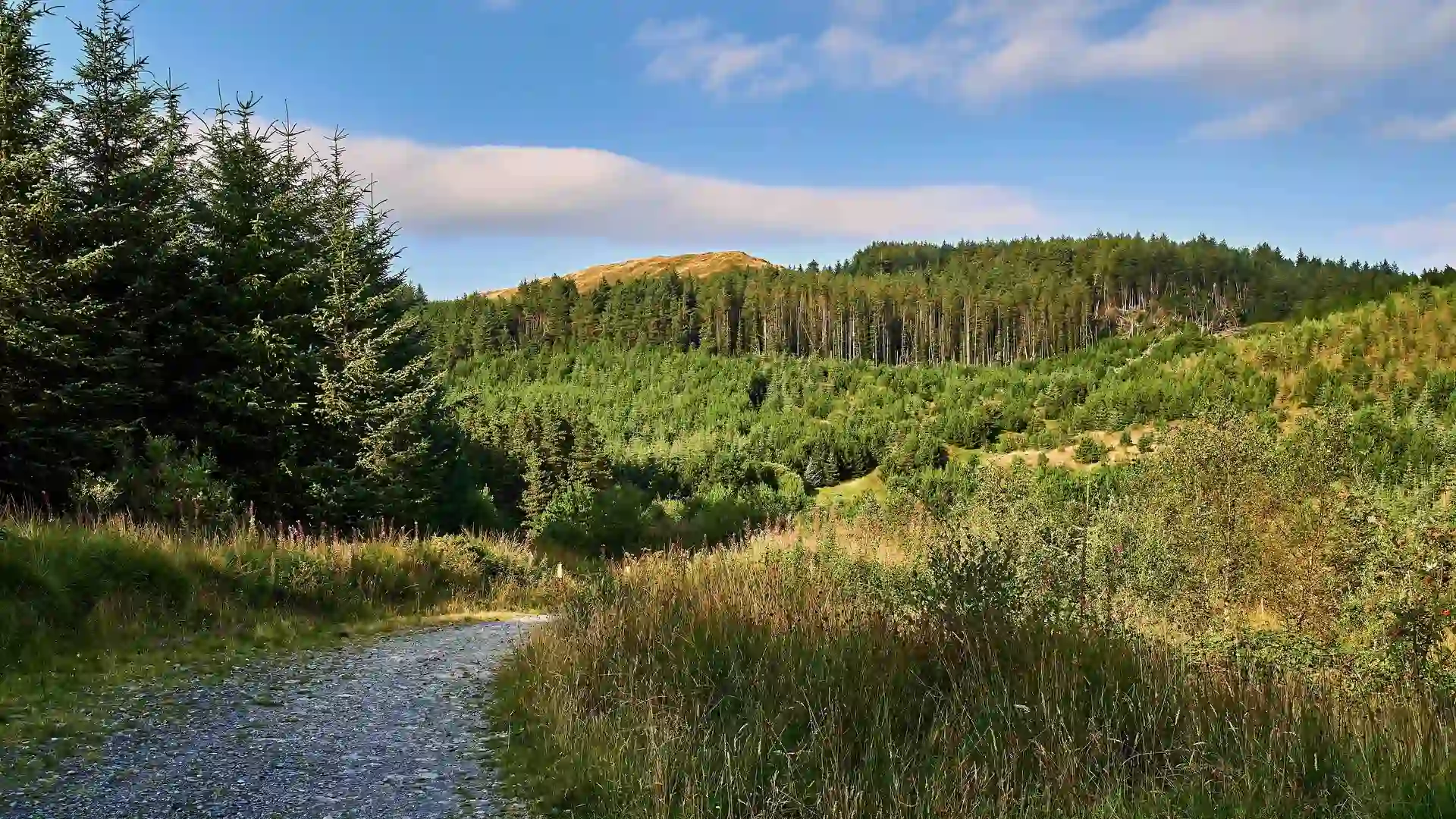Gravel trail through woodland and young forest in Mid Wales, with pine-covered hills and golden light under a clear blue sky.