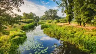 A tranquil summer view of the River Stour winding through the Dedham Vale National Landscape in Suffolk, surrounded by lush green meadows, trees, and water lilies under a soft blue sky.
