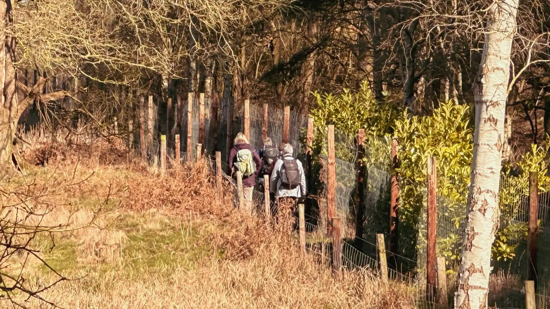 Walkers following the Peddars Way through woodland and heathland in rural Norfolk.