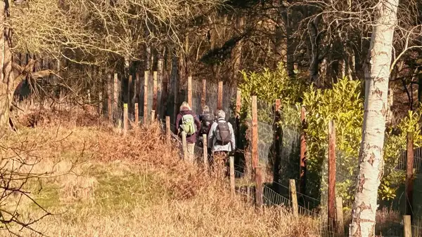 Walkers following the Peddars Way through woodland and heathland in rural Norfolk.